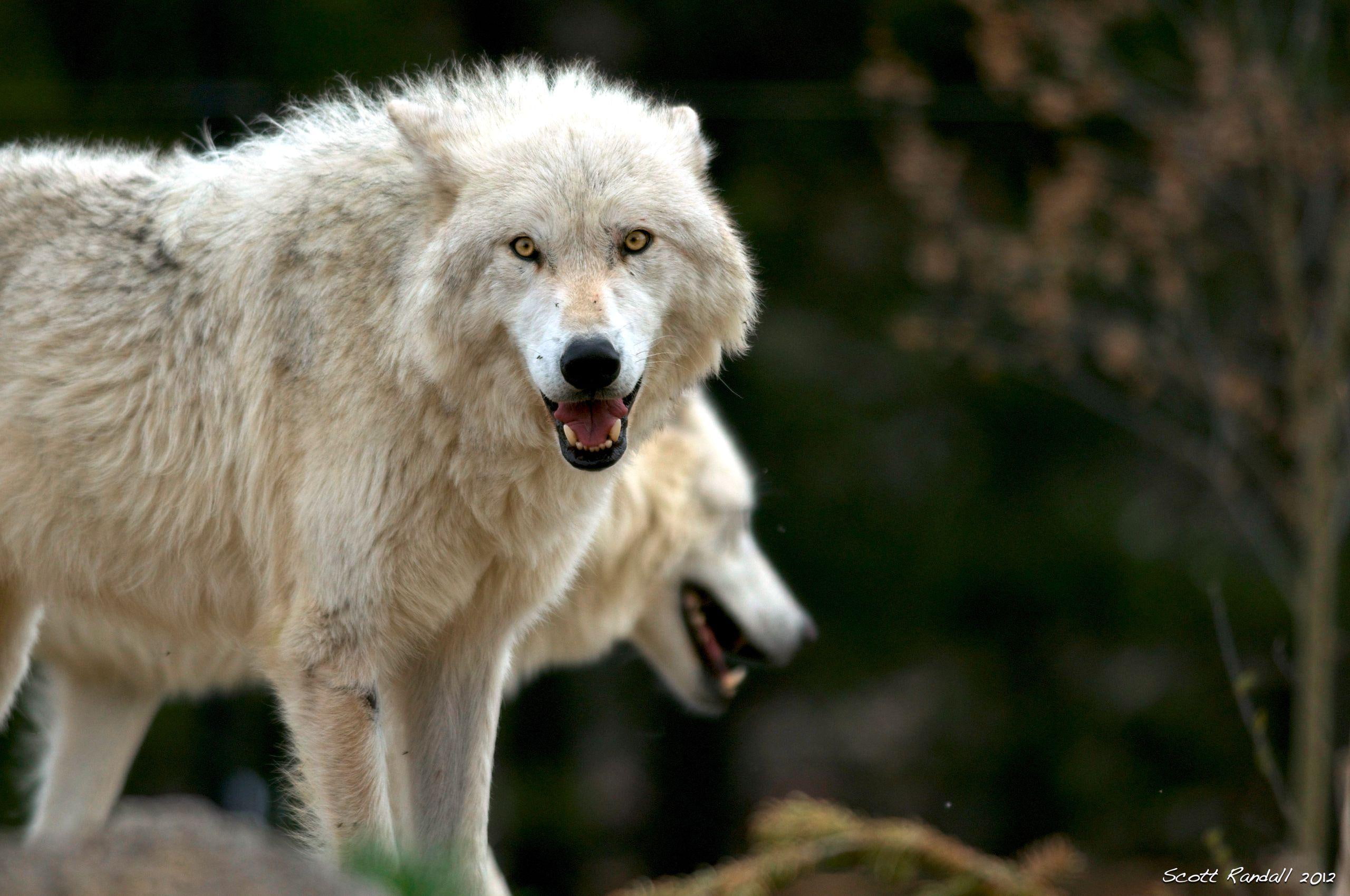 animals, white, arctic, predator, wolves, 2K, nature, wolfpark, HD Wallpaper