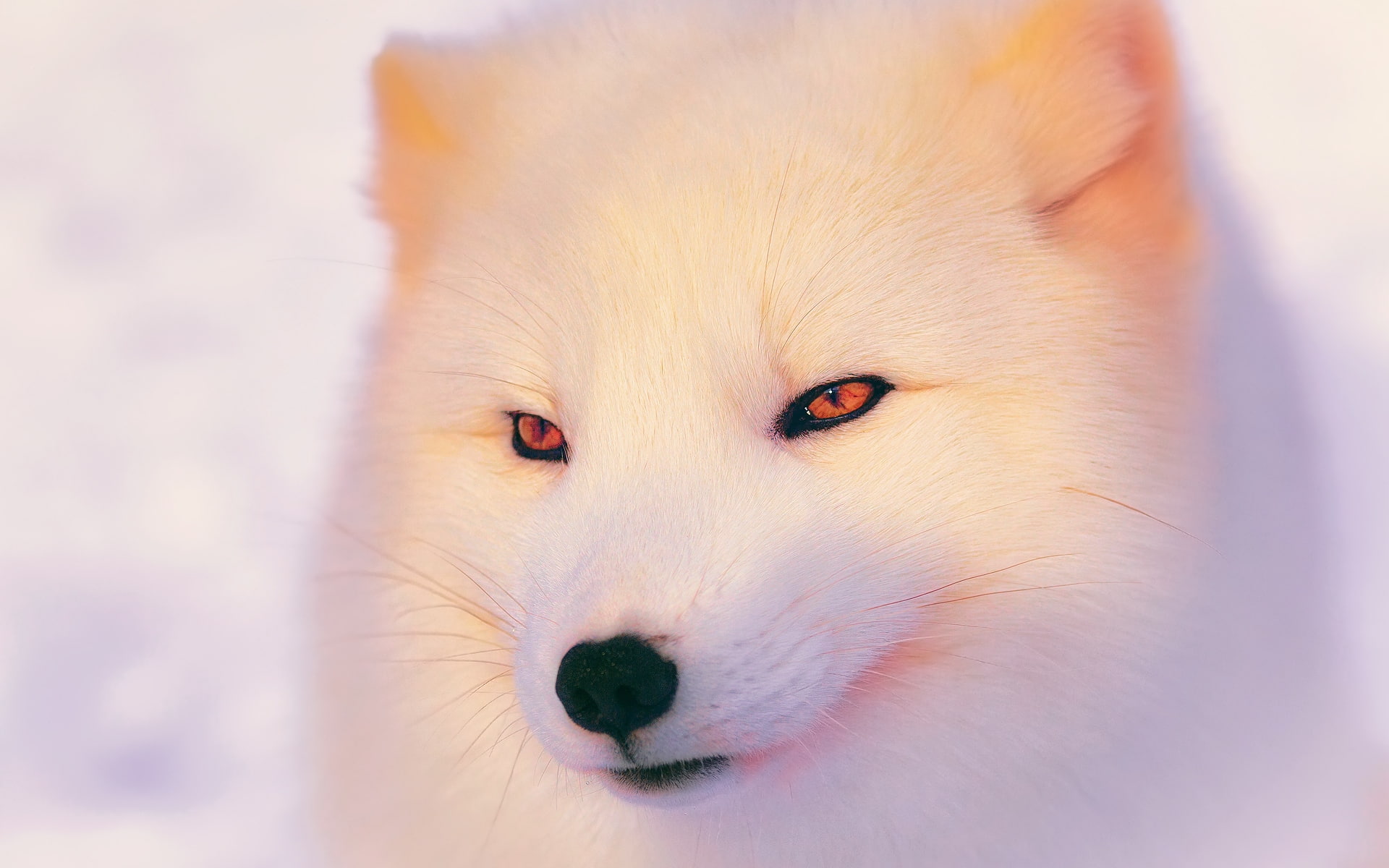 wolf, arctic, fox, white, white fox, 1080P, HD Wallpaper