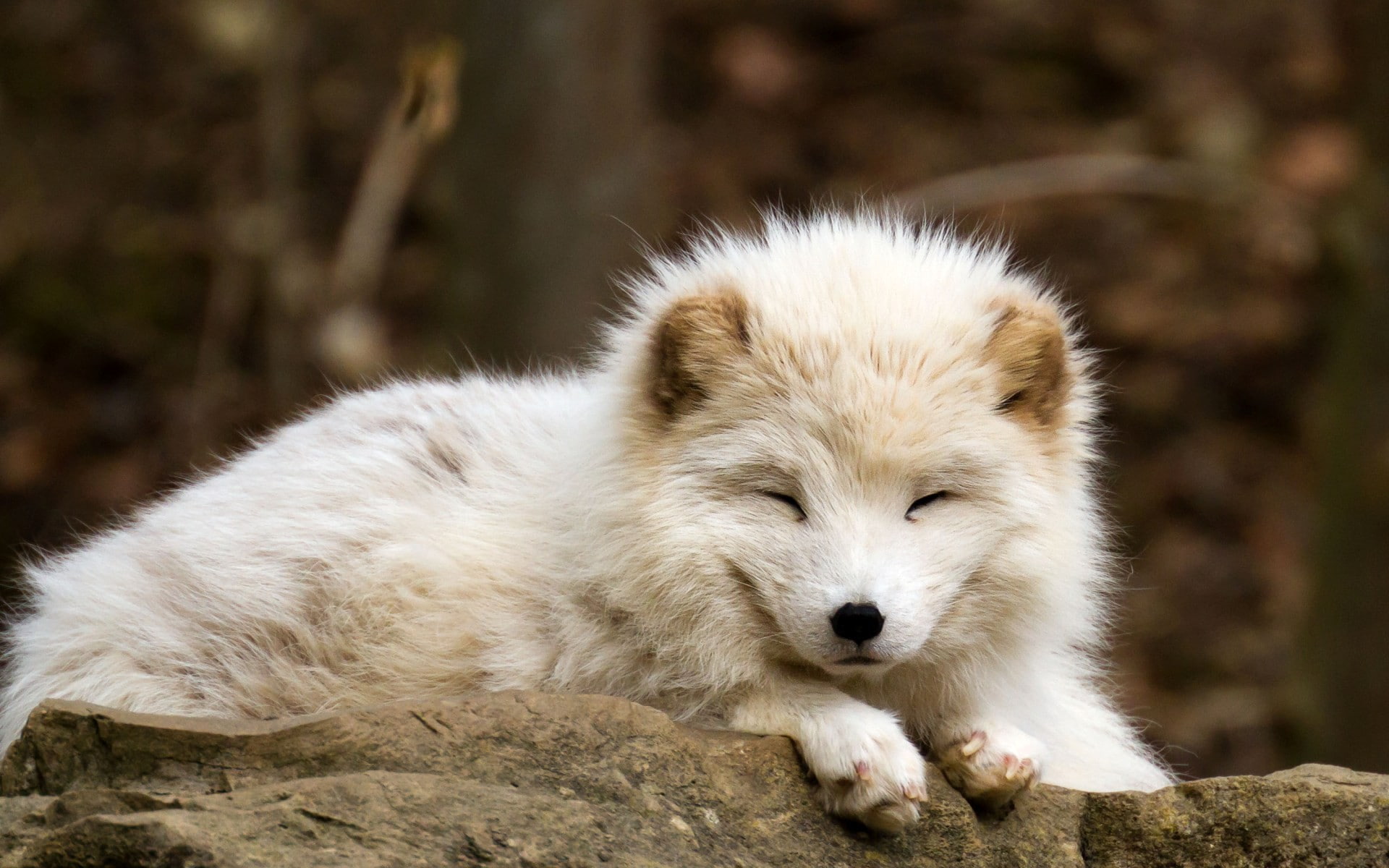 solid, animal themes, day, rock, rock - object, sleeping, animals, fox, vertebrate, arctic fox, baby animals, 1080P, white color, animal head, relaxation, HD Wallpaper