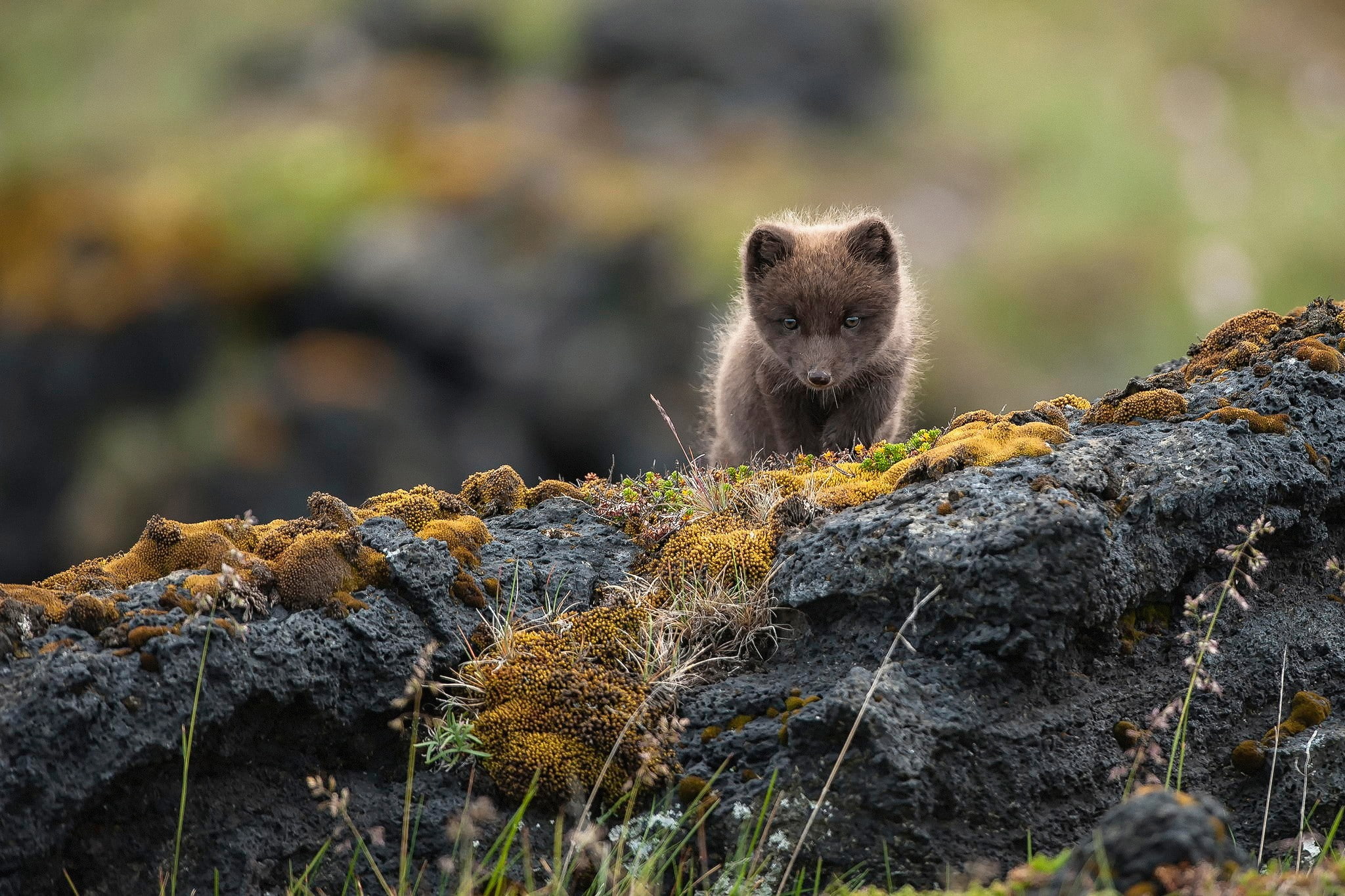 arctic fox, mammals, 1080P, animals, HD Wallpaper