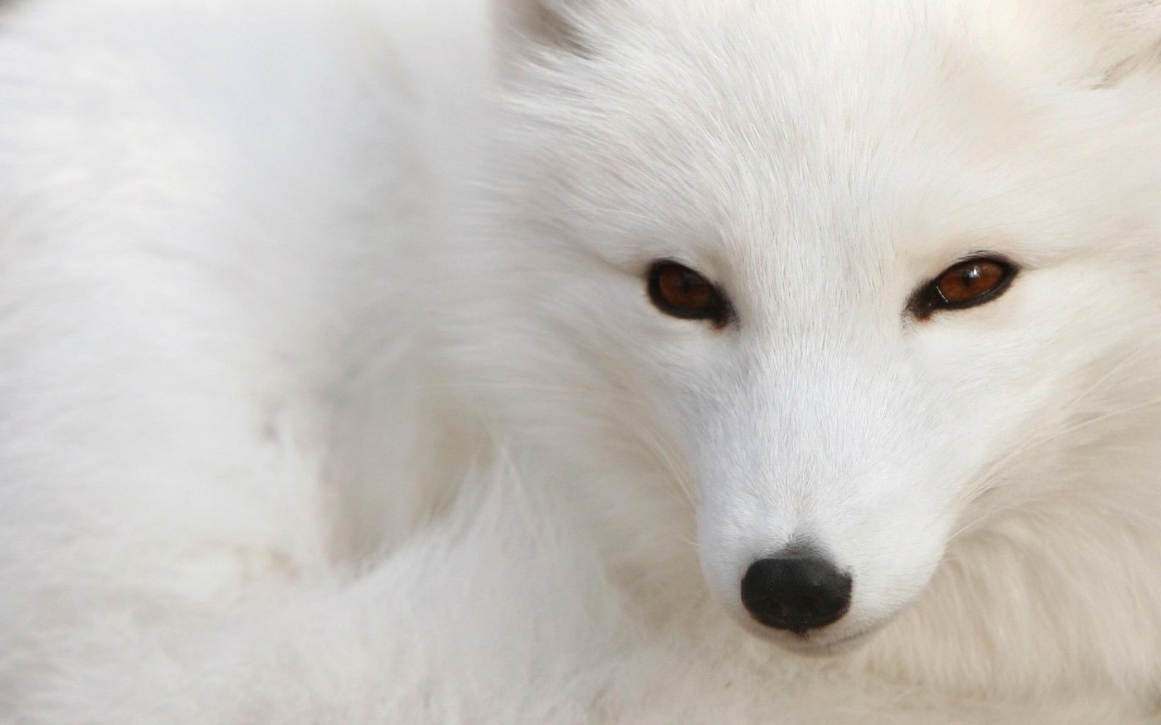 fox, animals, arctic fox, 720P, white, HD Wallpaper
