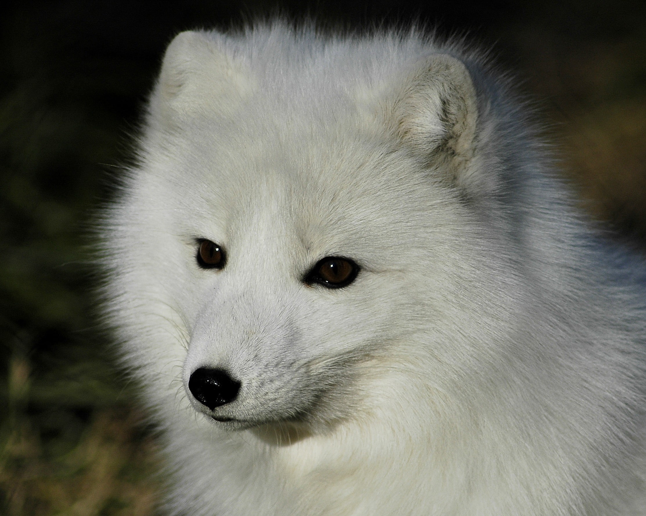 wolf, vertebrate, white color, cat, animals, white, hair, mammal, toy, one animal, animal themes, animal wildlife, snout, 1080P, animal eye, focus on foreground, HD Wallpaper
