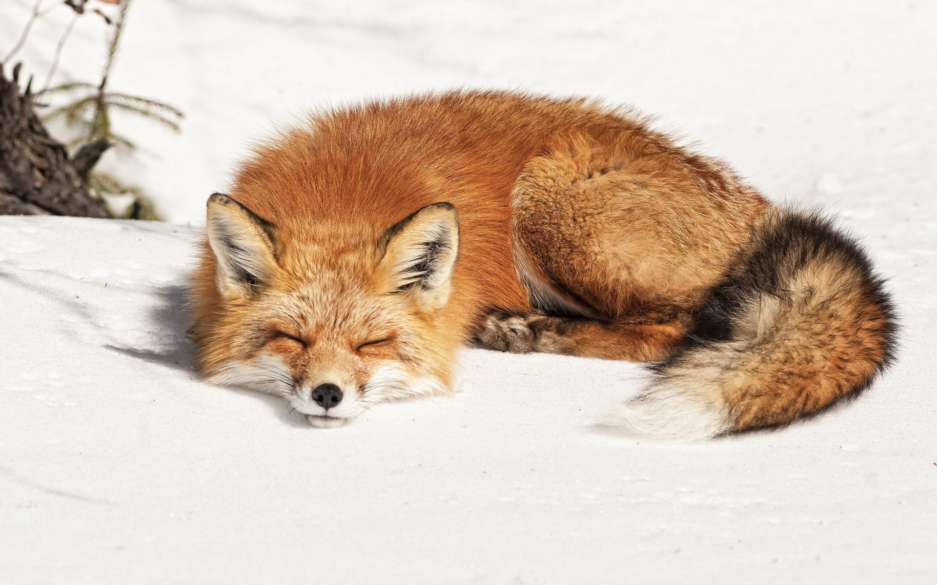 nature, 1080P, animal themes, mammal, vertebrate, full length, cold temperature, fox, relaxation, one animal, day, portrait, no people, animal wildlife, HD Wallpaper