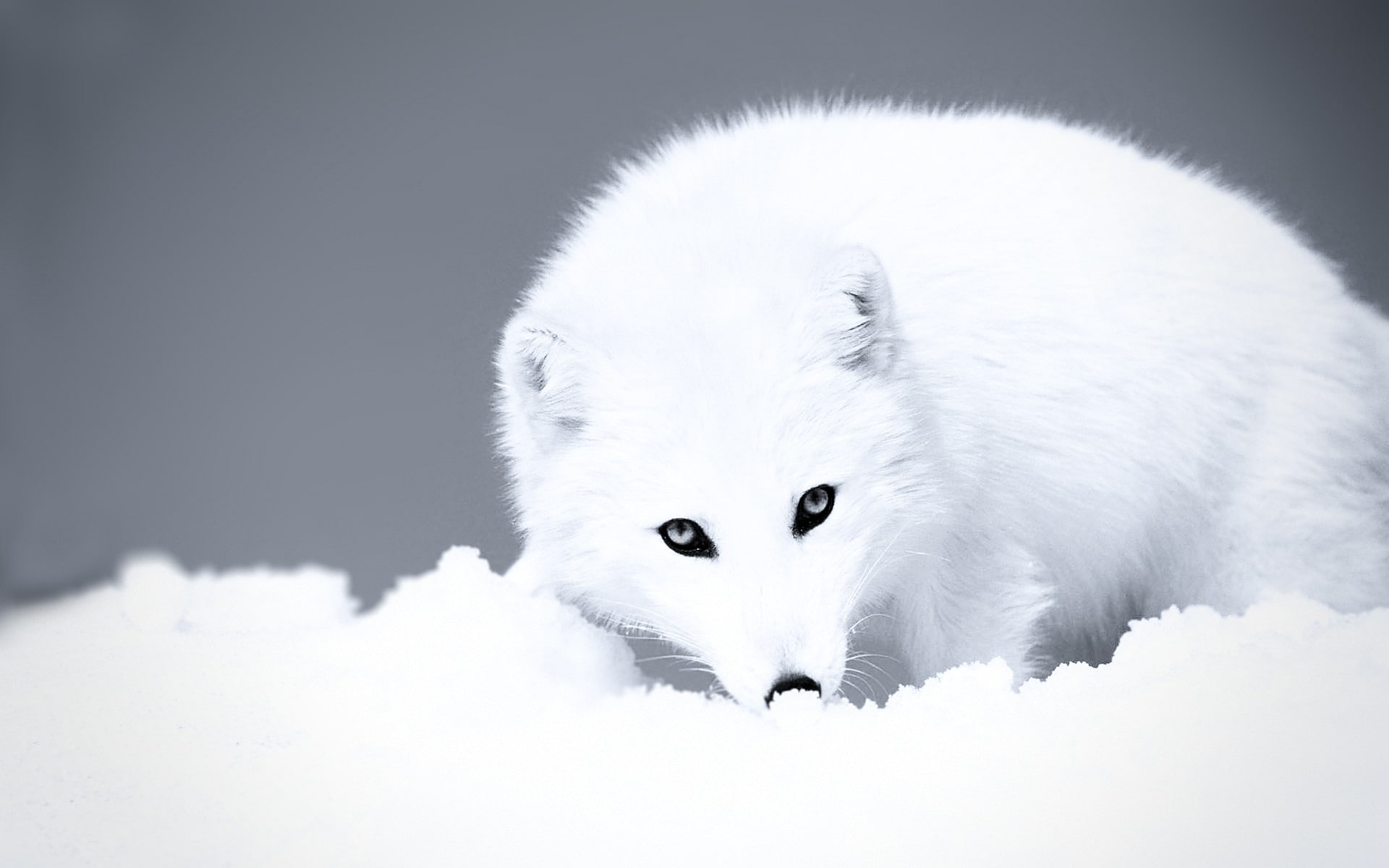 fox, white, animals, 1080P, Arctic, snow, arctic fox, HD Wallpaper