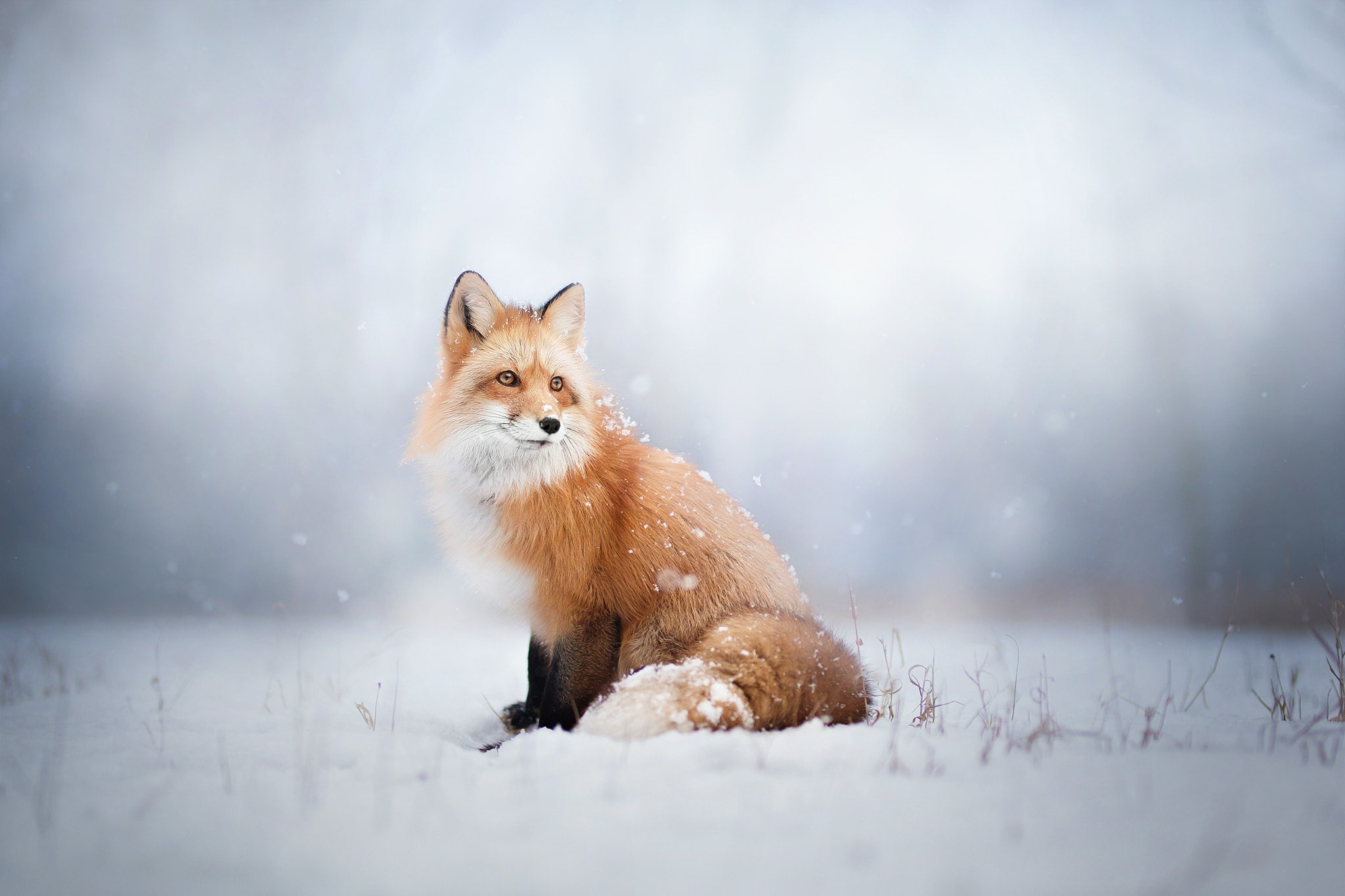 1080P, snow, Fox, look, winter, HD Wallpaper