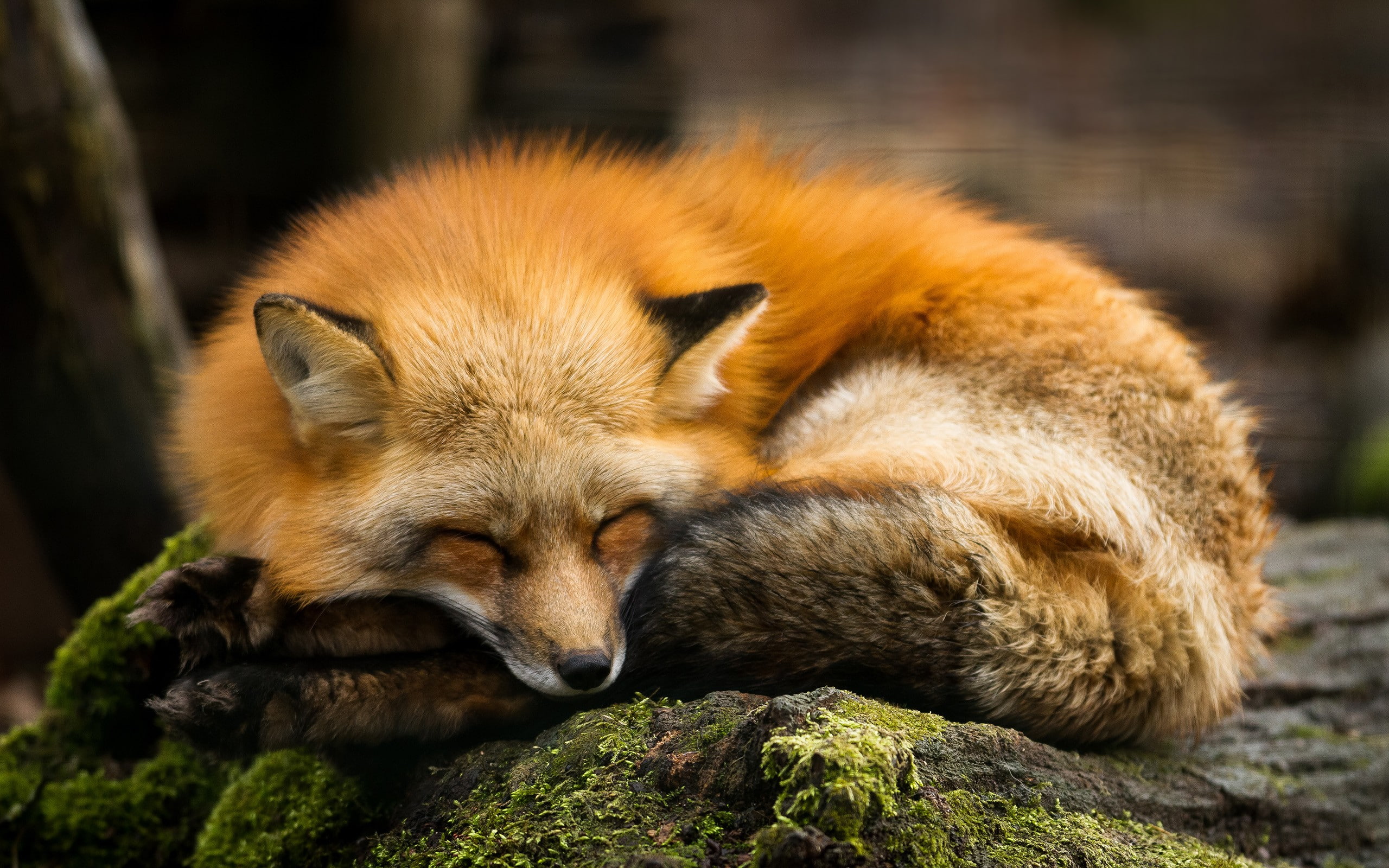 animals, nature, 2K, fox, sleeping, HD Wallpaper