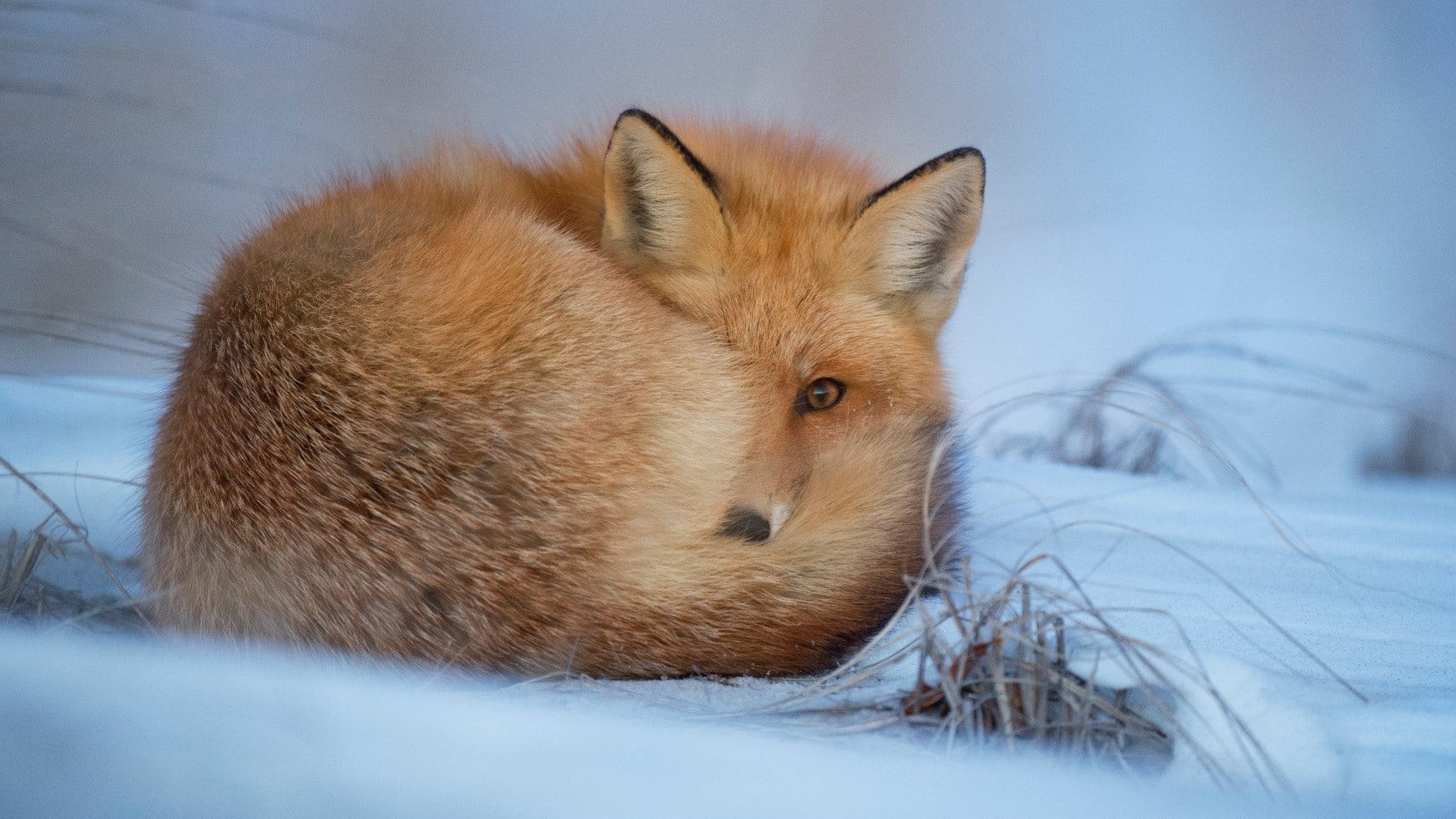 whisker, animal body part, animals, brown, no people, mammal, animal head, animal, snow, close-up, vertebrate, winter, nature, cold, animal themes, one animal, HD Wallpaper