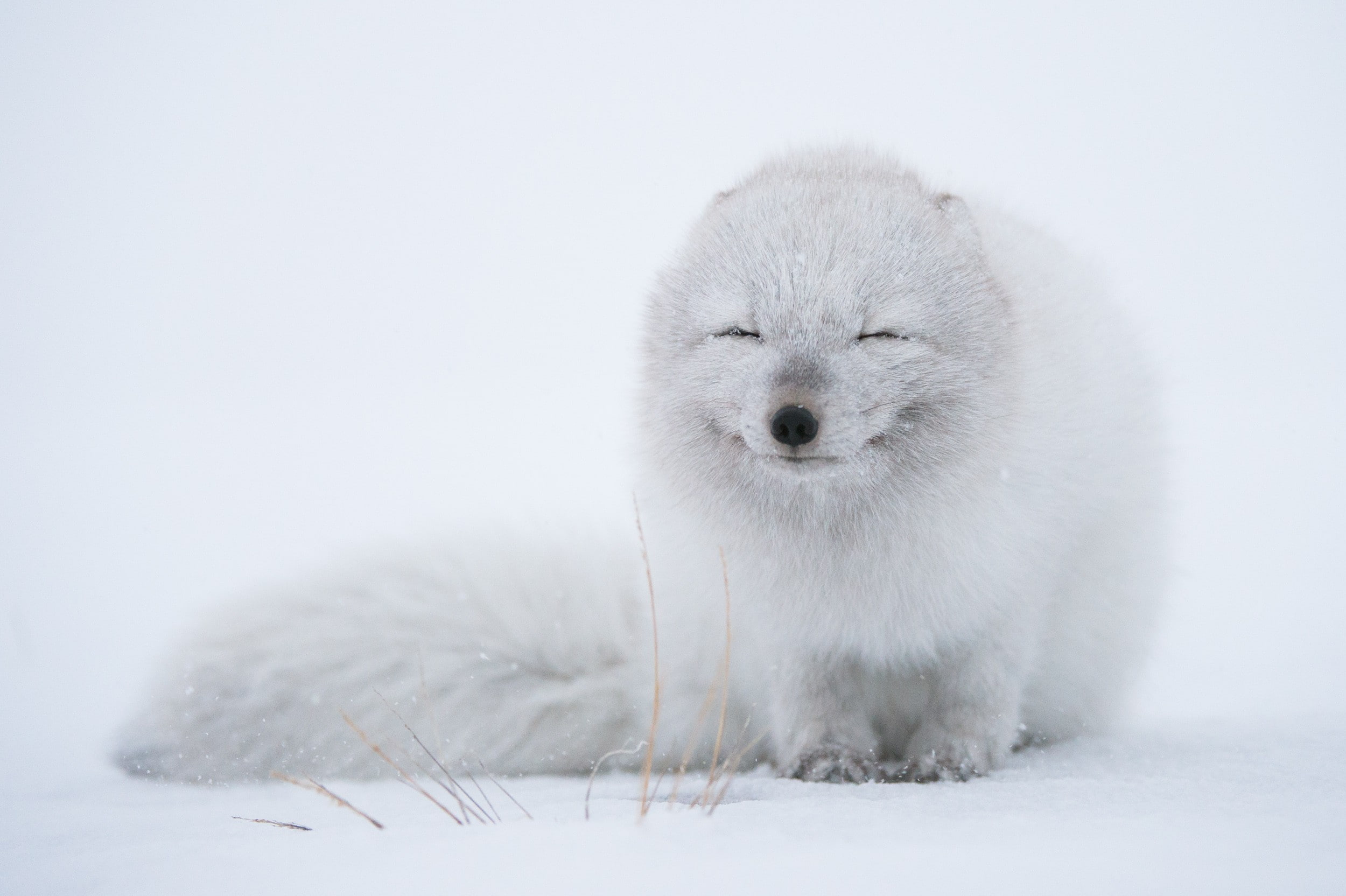 1080P, wildlife, white, arctic fox, snow, fox, animals, HD Wallpaper