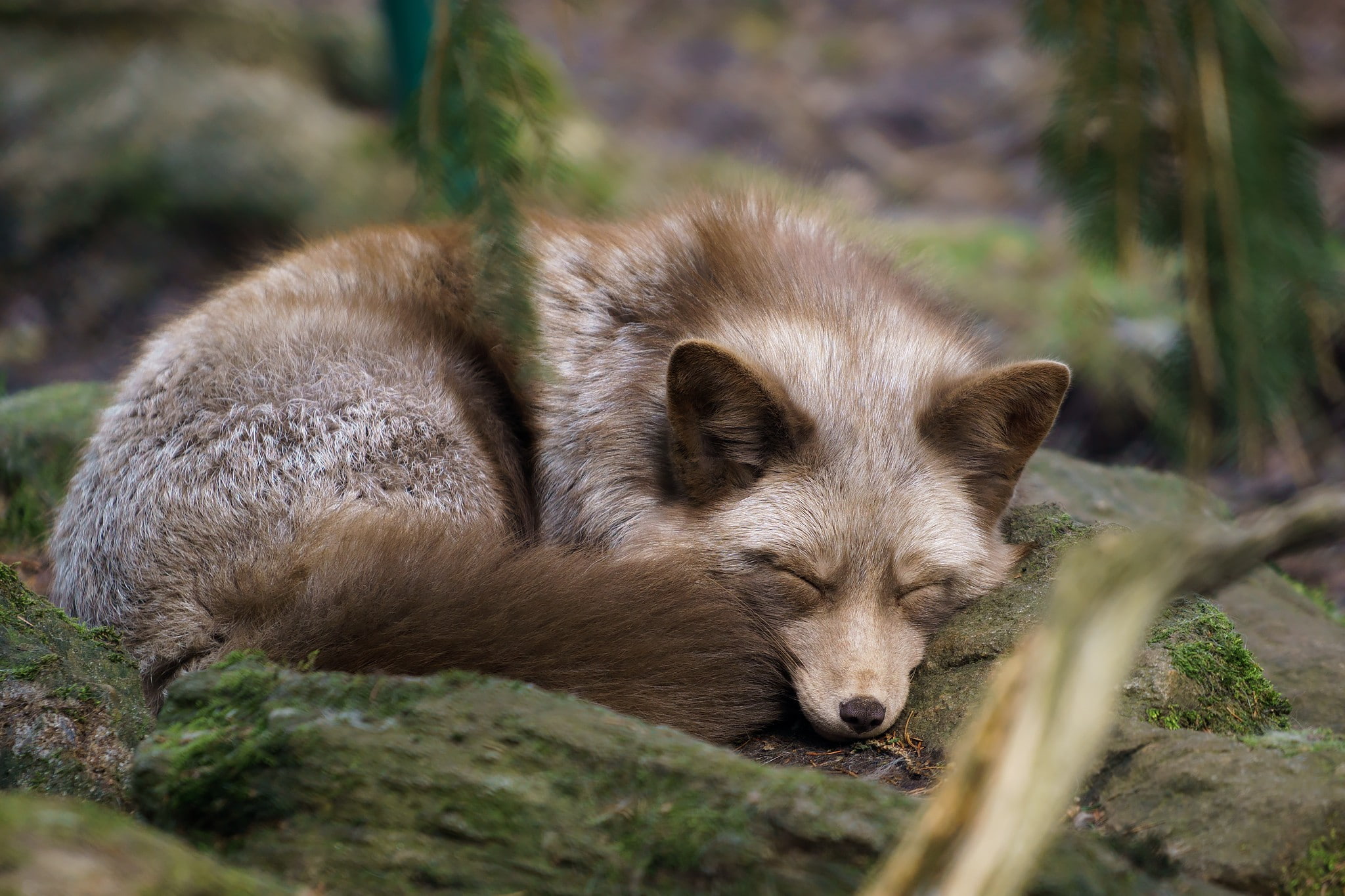 animals, fox, 1080P, sleeping, HD Wallpaper