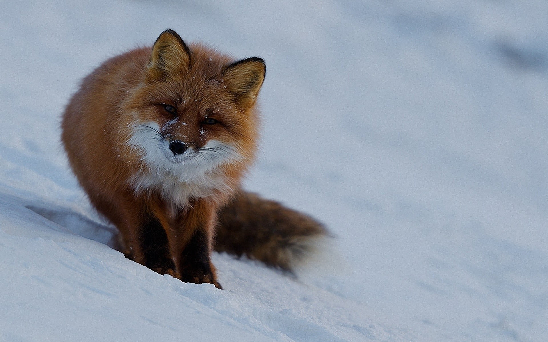 snow, 1080P, frozen, animal themes, animal wildlife, environment, mammal, vertebrate, animals in the wild, white color, no people, animals, outdoors, fox, HD Wallpaper
