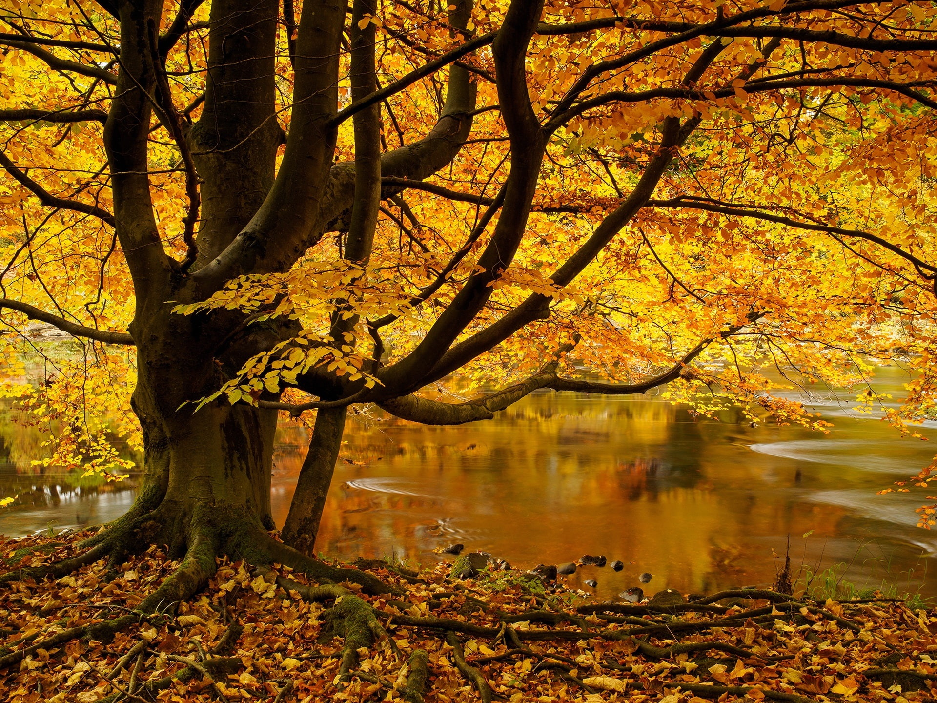 Tree, Leaves, Yellow, leaf, 1080P, Yorkshire, Pond, North, England, Autumn, HD Wallpaper
