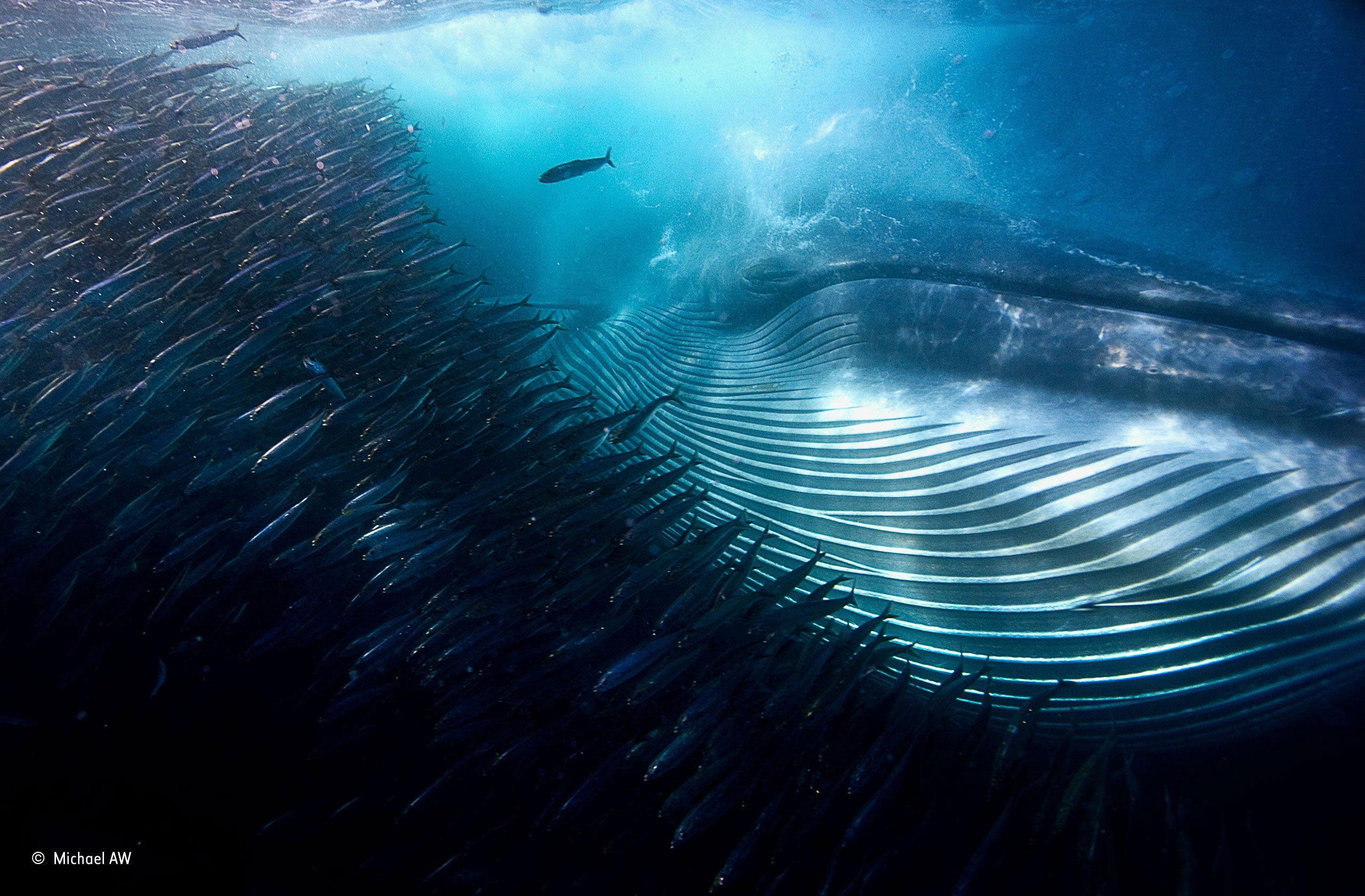 South Africa, sunlight, Michael Aw, photography, sea, underwater, Deep Sea, Whale, 2K, fish, water, bubbles, HD Wallpaper