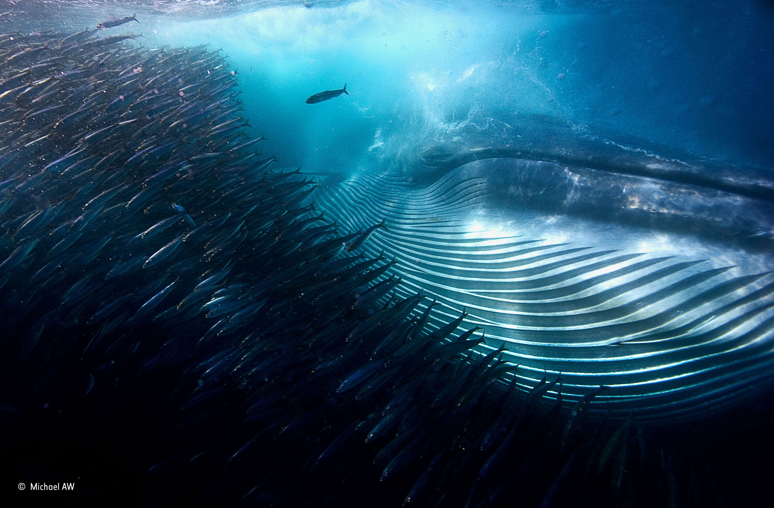 South Africa, shoal of fish, animals, fish, winner, bubbles, water, deep sea, Michael Aw, contests, underwater, whale, sunlight, photography, 2K, sea, HD Wallpaper