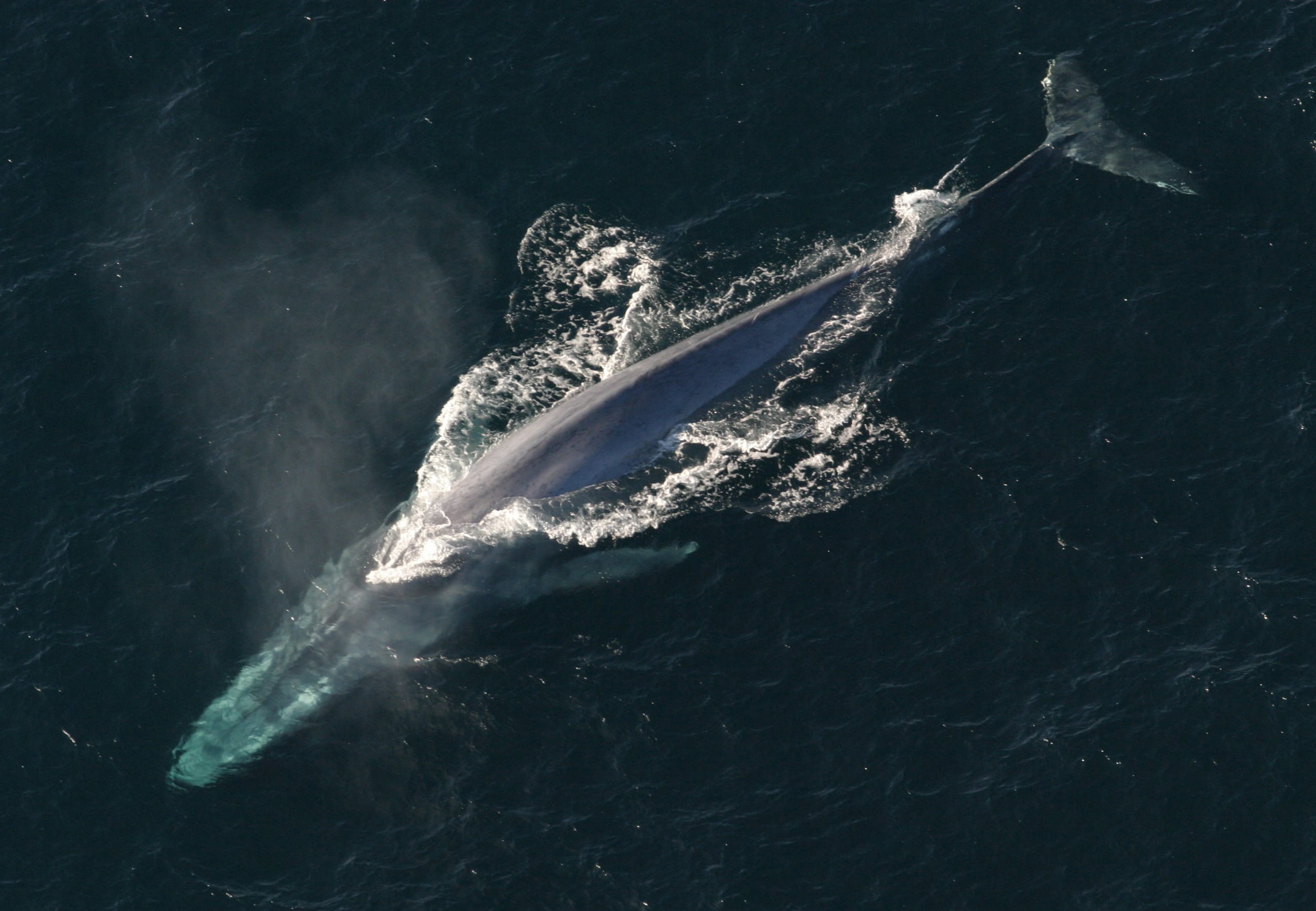 nautical Vessel, whale, extreme Sports, beauty in nature, speed, water, underwater, outdoors, day, balaenoptera, splashing, high angle view, blue, animal themes, HD Wallpaper