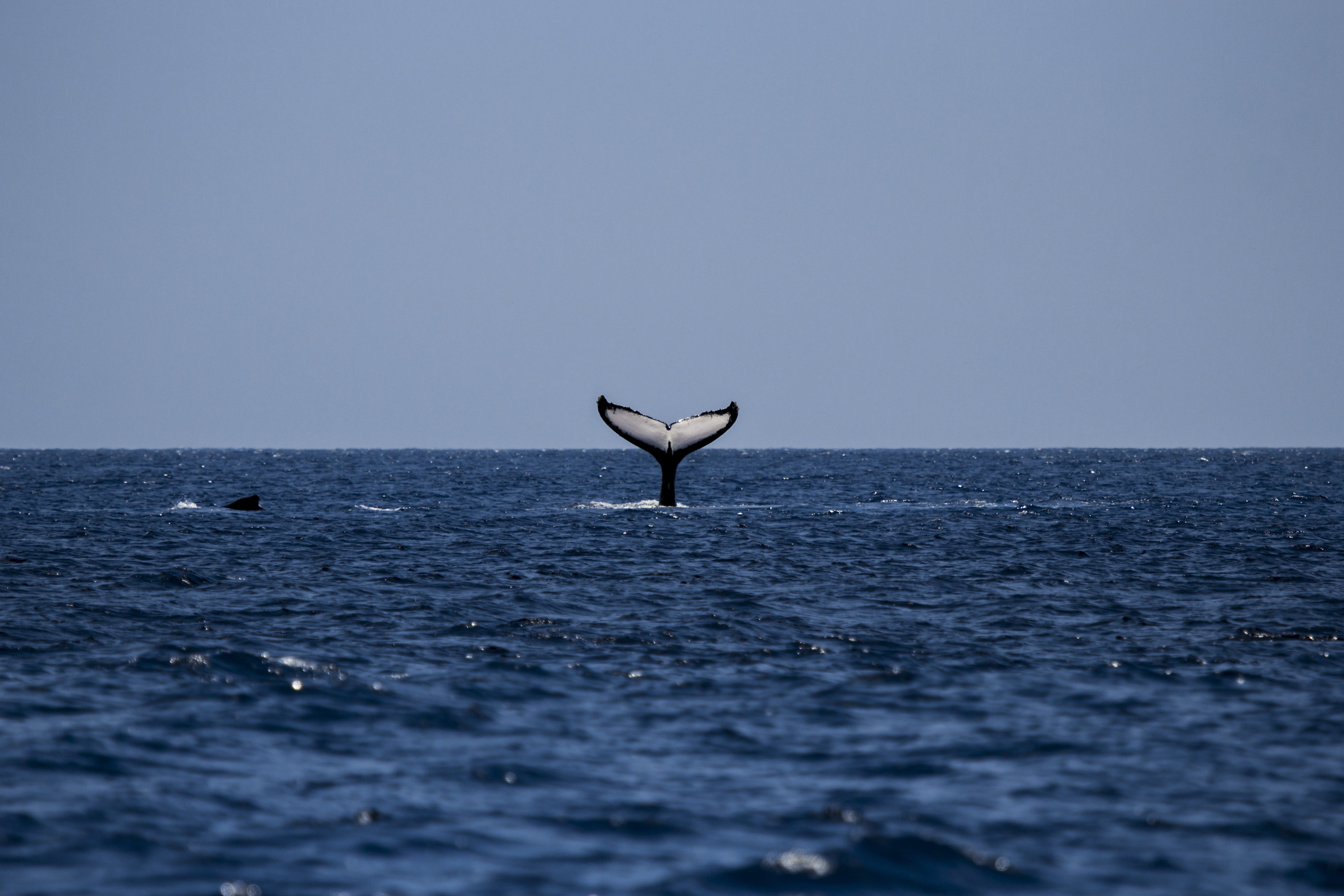 aquatic mammal, wildlife, marine, no people, Ocean, white, one animal, Humpback Whale, sea life, fish, travel, animal, seagull, underwater, tail, outdoors, HD Wallpaper