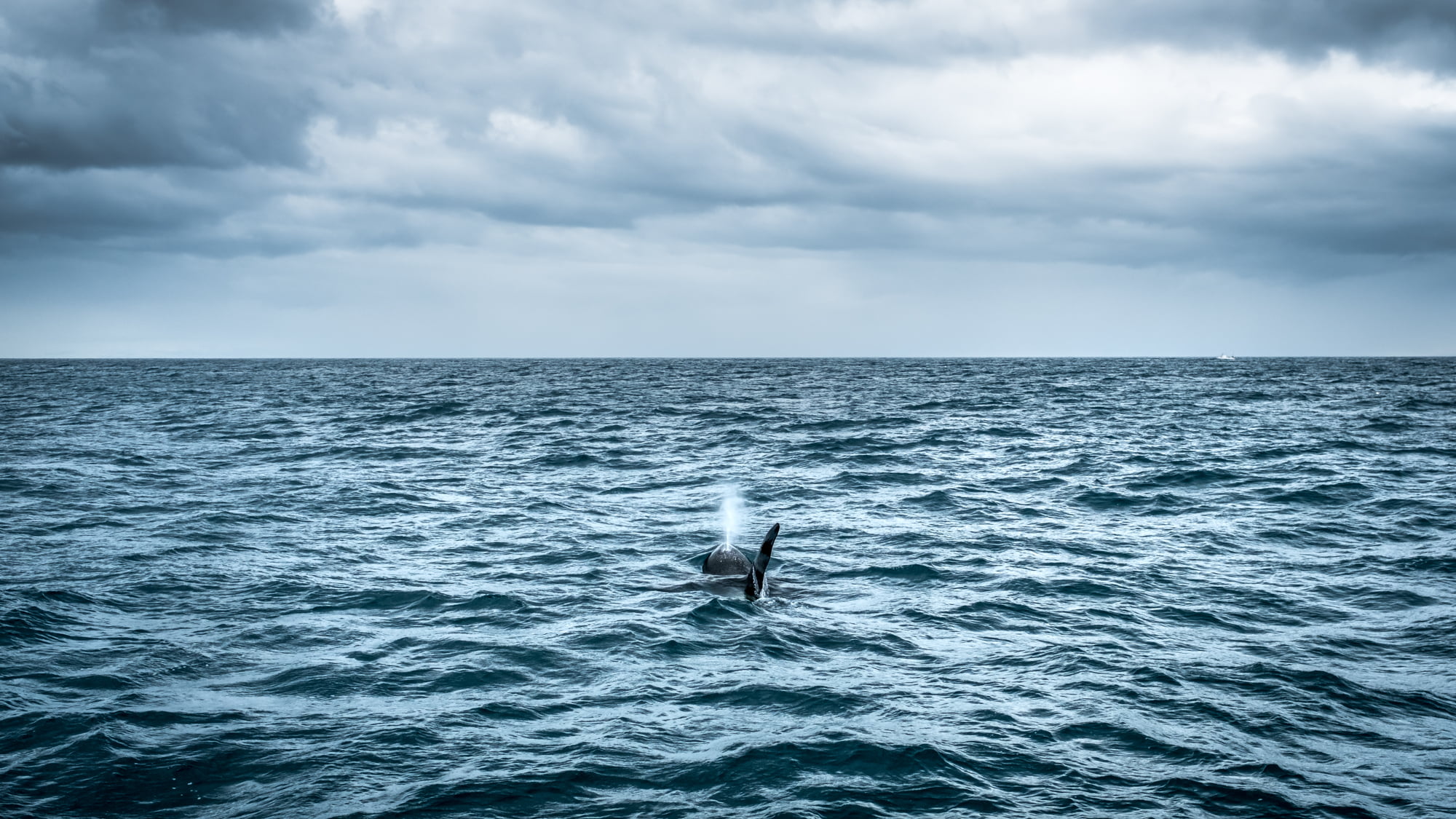 bird, blue, orch, whale, sky, seascape, wildlife, Killer Whale, killer, 1080P, Travel photography, water, Ólafsvík, calm, sea, nature, animals, olafsvik, HD Wallpaper