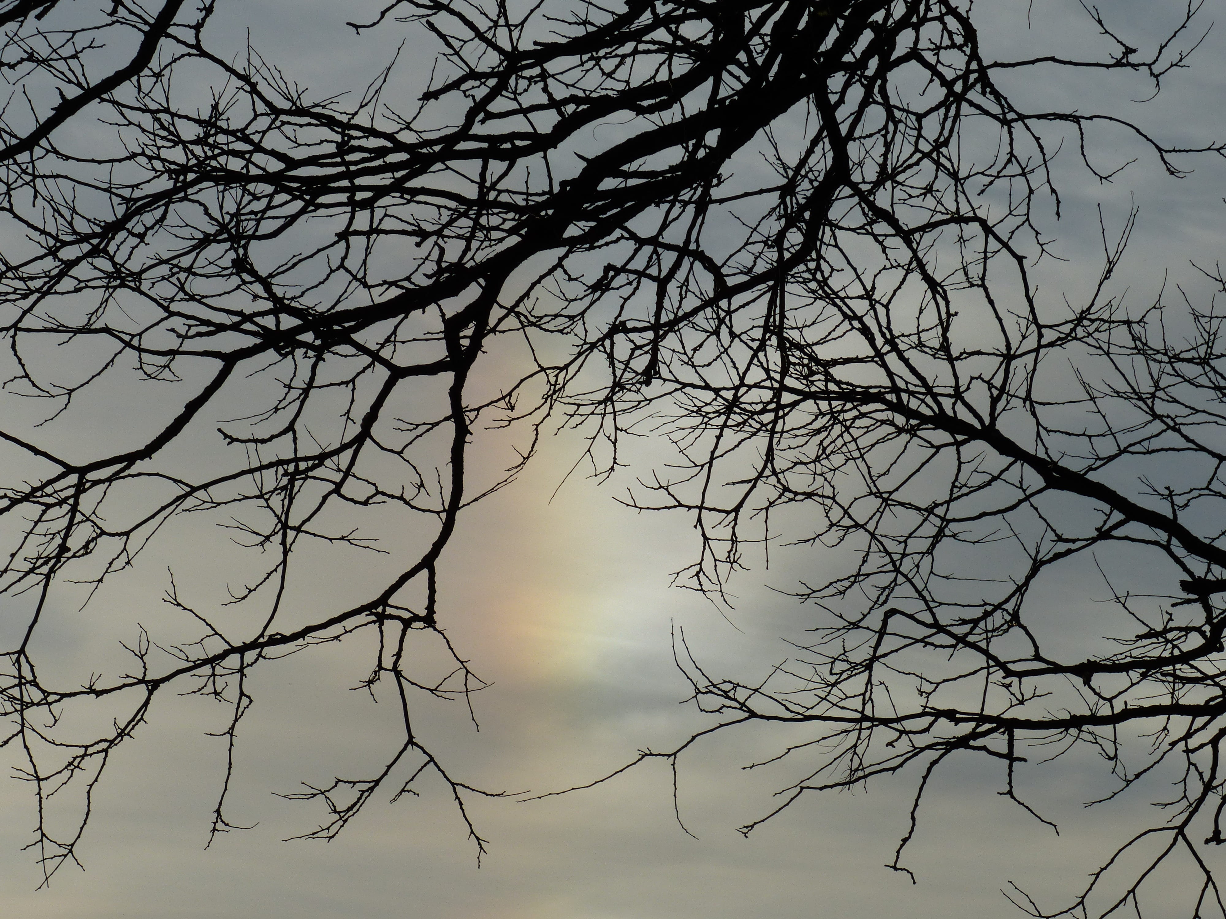 planetary moon, tranquility, Parhelia, tree, no people, sunset, tree trunk, iridescent cloud, aesthetic, day, sky, Sun, complexity, plant, low angle view, HD Wallpaper