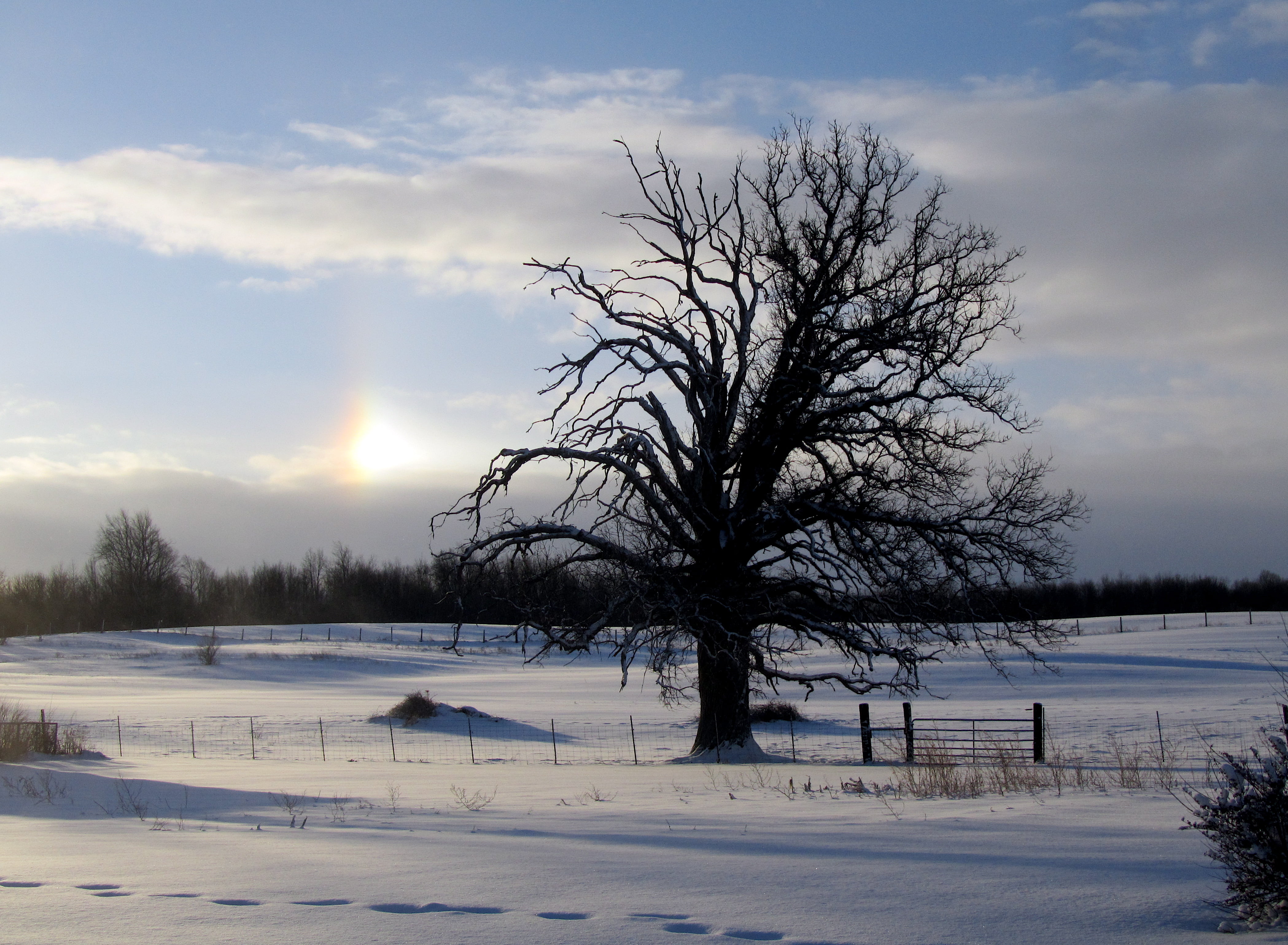 favorite, country, cold - Temperature, season, ice, sky, scenics, frost, forest, Winter, silhouette, daytime, footprints, sundog, snow, snow field, bare, HD Wallpaper