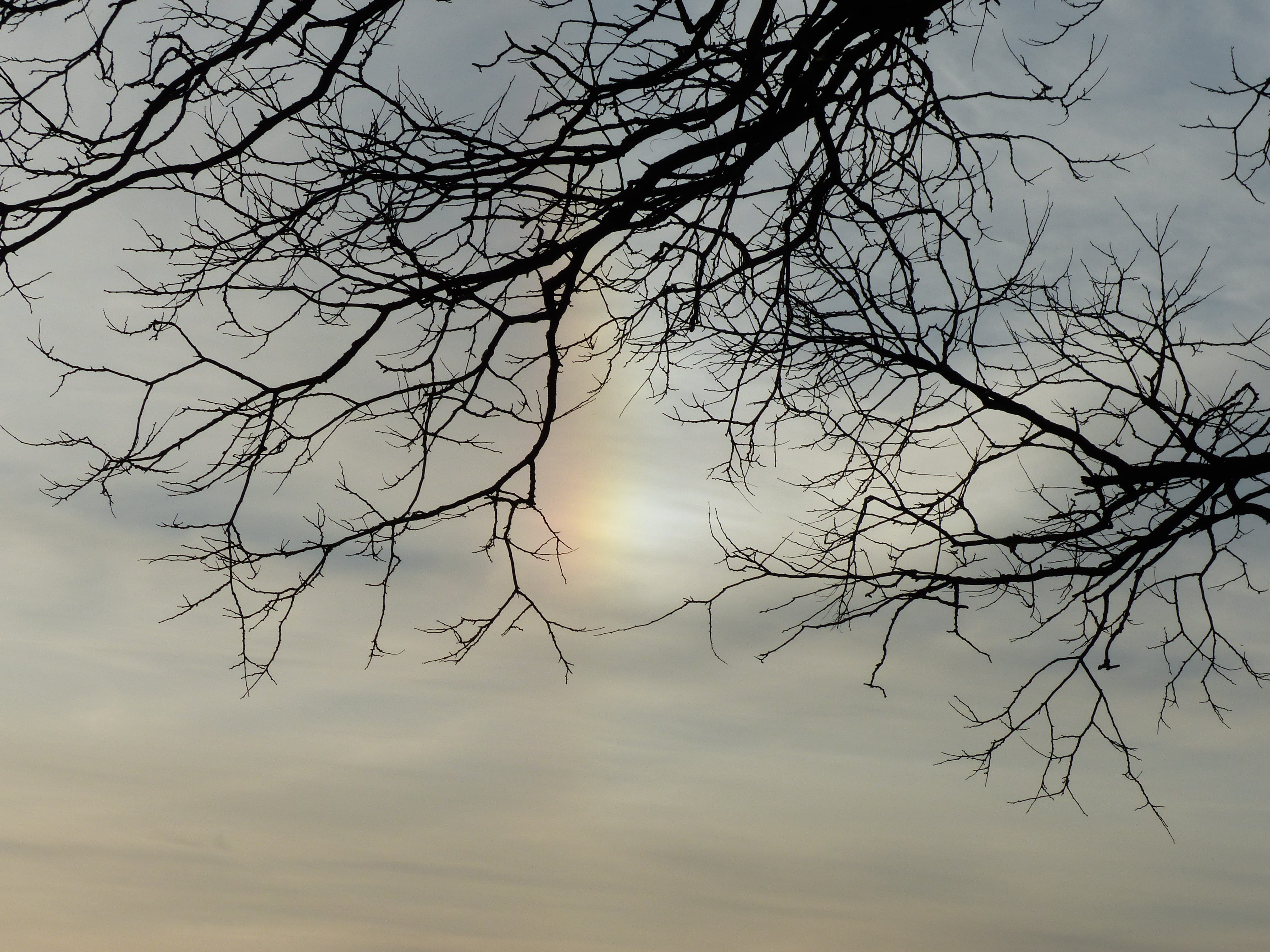 branch, clouds, aesthetic, dead plant, Sundog, branches, outdoors, weather phenomenon, tranquility, day, sunset, fog, silhouette, Parhelia, nature, sky, HD Wallpaper