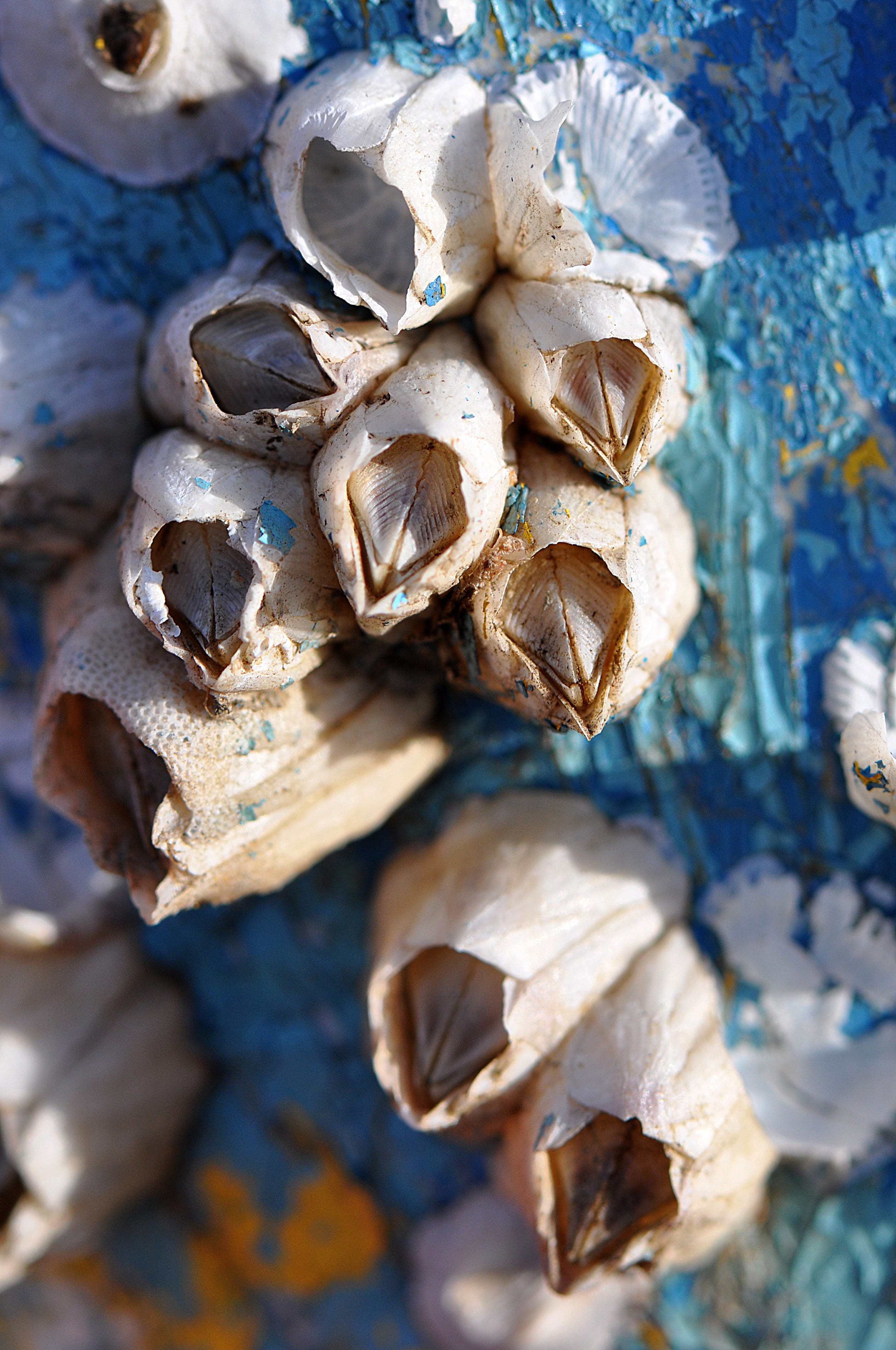 Barnacles, full frame, food and drink, day, Aqua, no people, Close-Up, food, selective focus, large group of objects, outdoors, fruit, healthy eating, cape cod, Phone HD Wallpaper