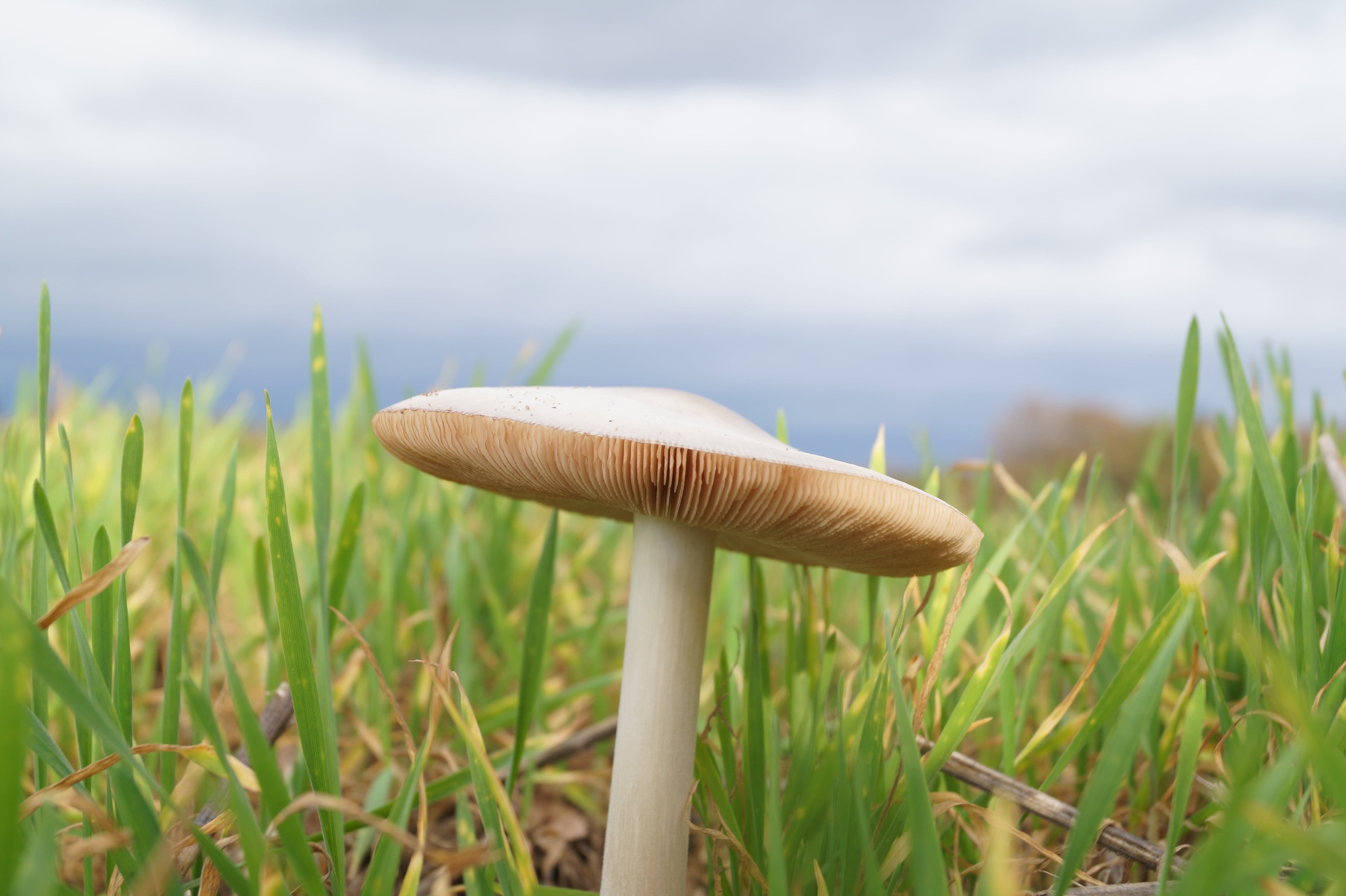 beauty in nature, grass, nature, lamellar, bottom, outdoors, sky, fungus, green color, day, close-up, mushroom base, wild, forest plant, field, land, surface level, HD Wallpaper