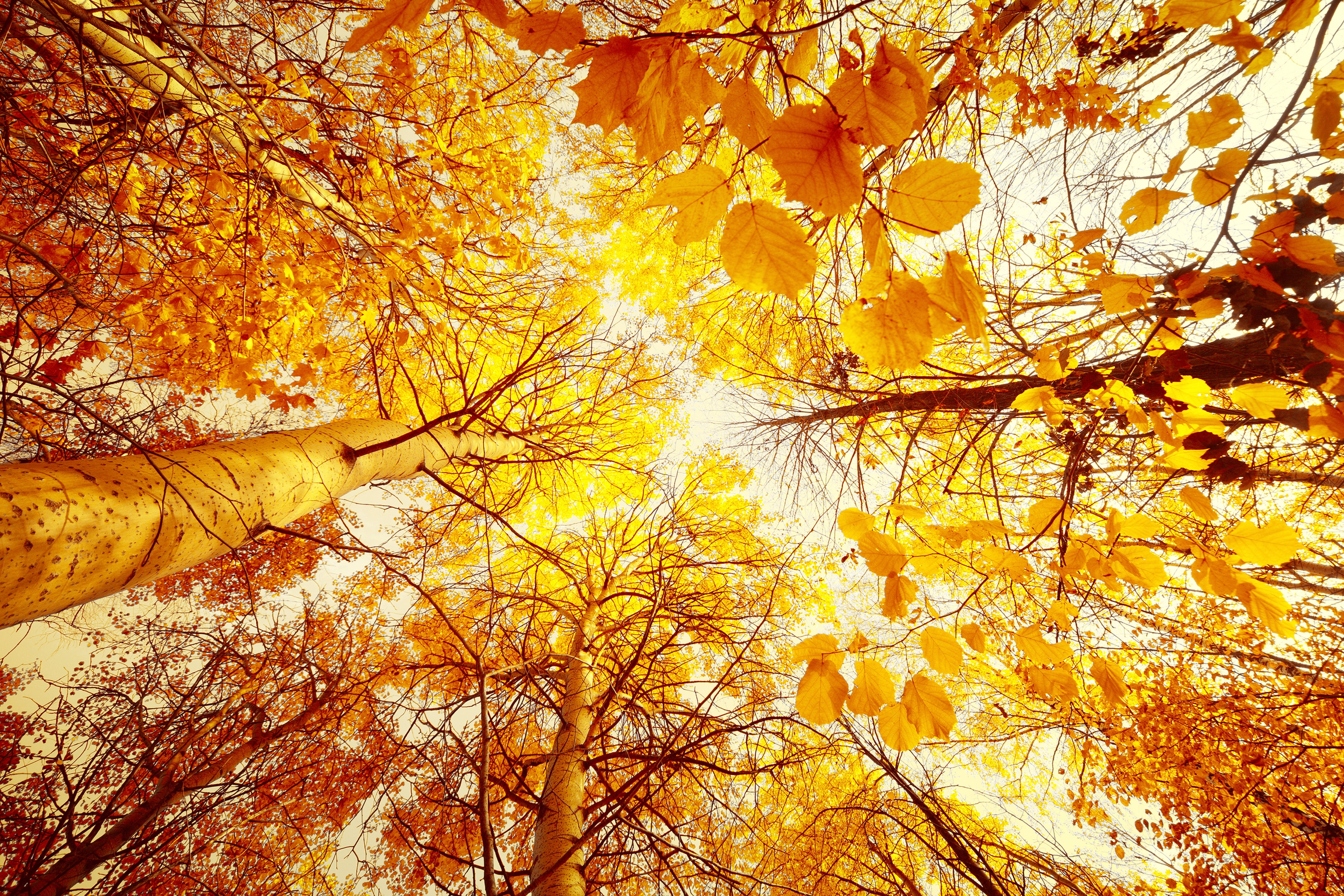 day, backgrounds, the sun, forest, environment, scenics - nature, season, leaf, park - Man Made Space, branch, landscape, maple Tree, no People, leaves, HD Wallpaper