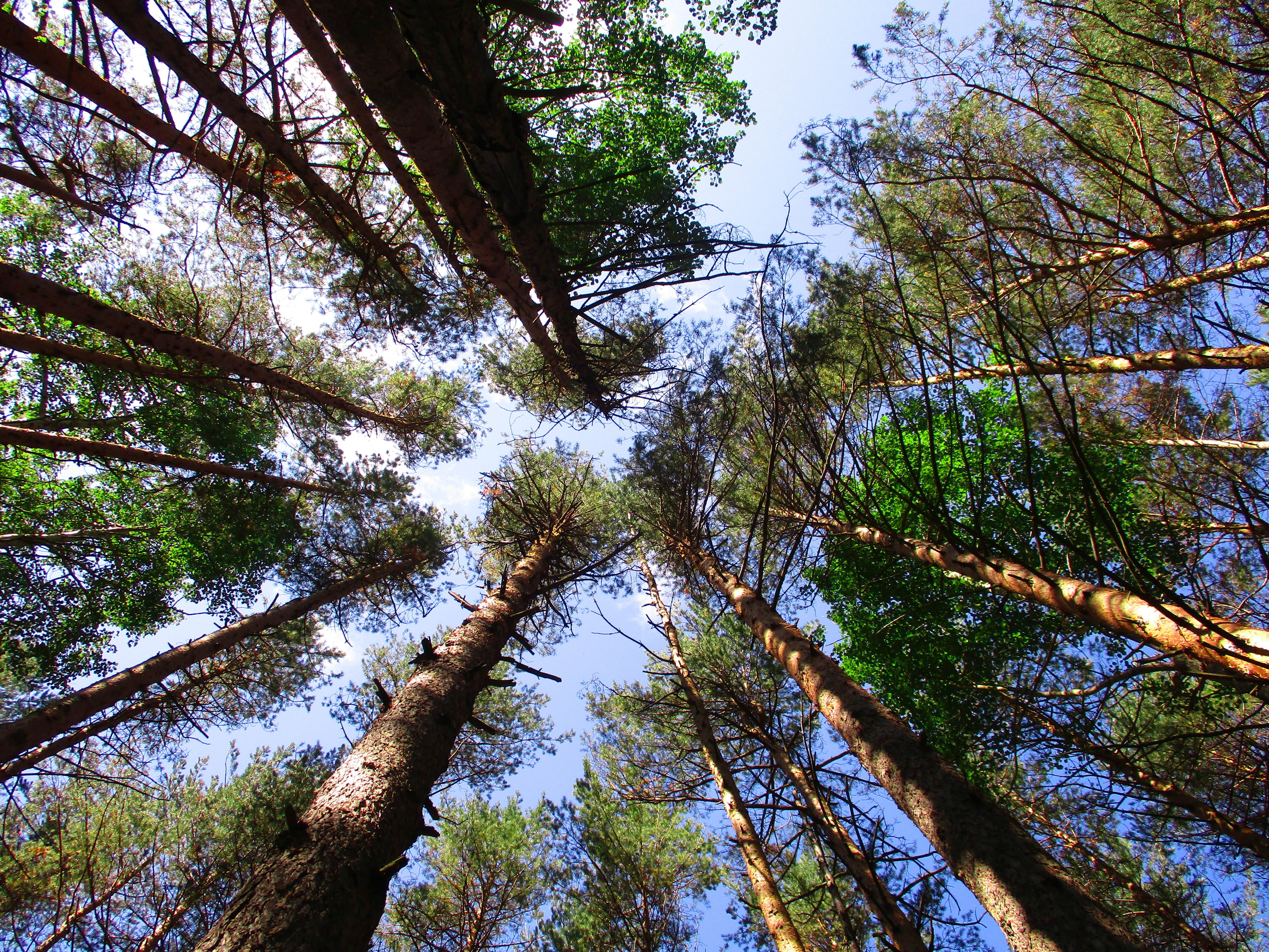 5K, a lot of trees, deciduous, from the bottom, land, tree, growth, tranquil scene, day, from the bottom up, low angle view, tree canopy, trees, tranquility, HD Wallpaper