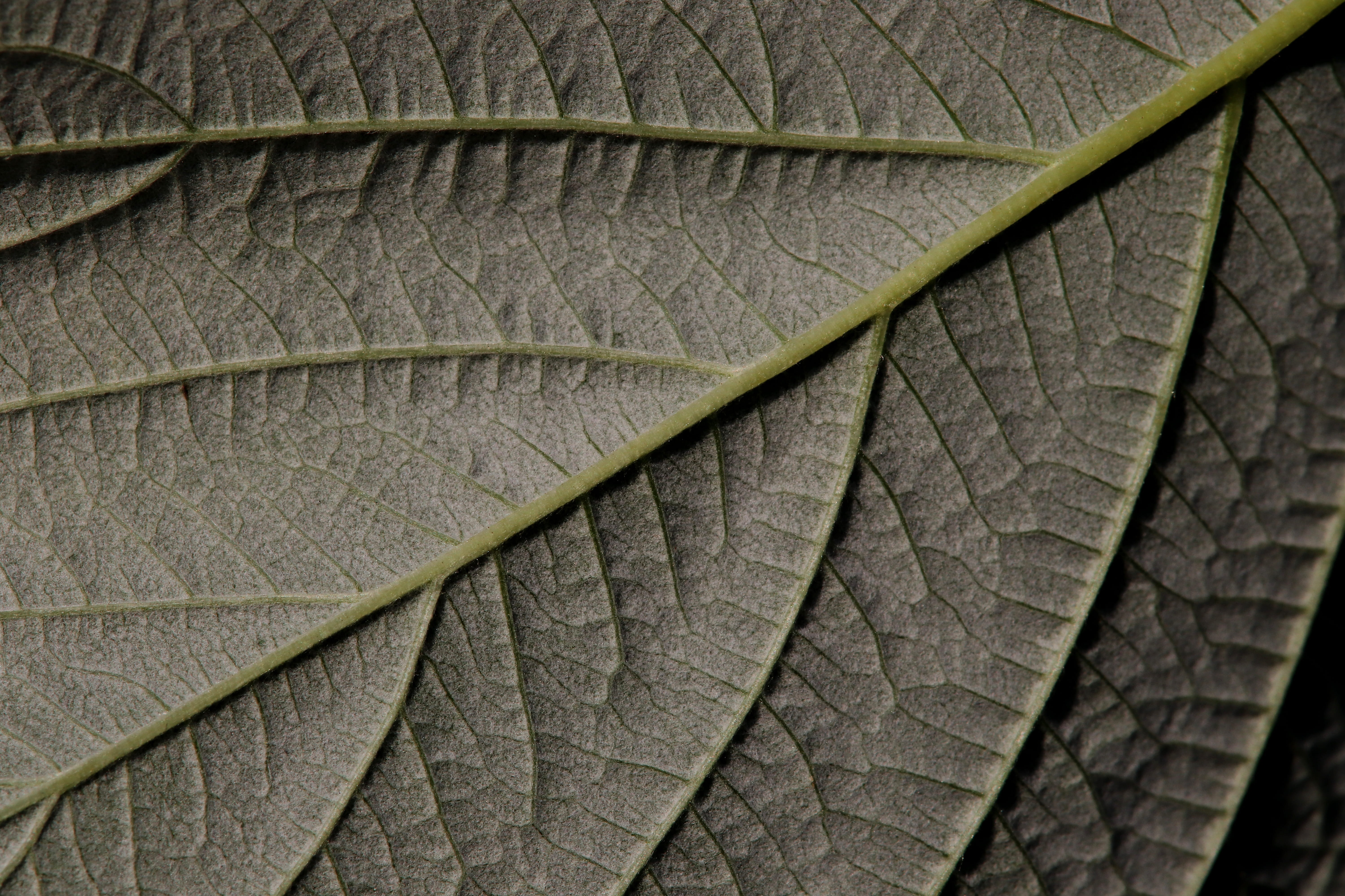 macro, close-up, animal themes, natural pattern, pattern, outdoors, leaf structure, raspberry, beauty in nature, bottom, leaf, nature, leaf vein, no people, HD Wallpaper