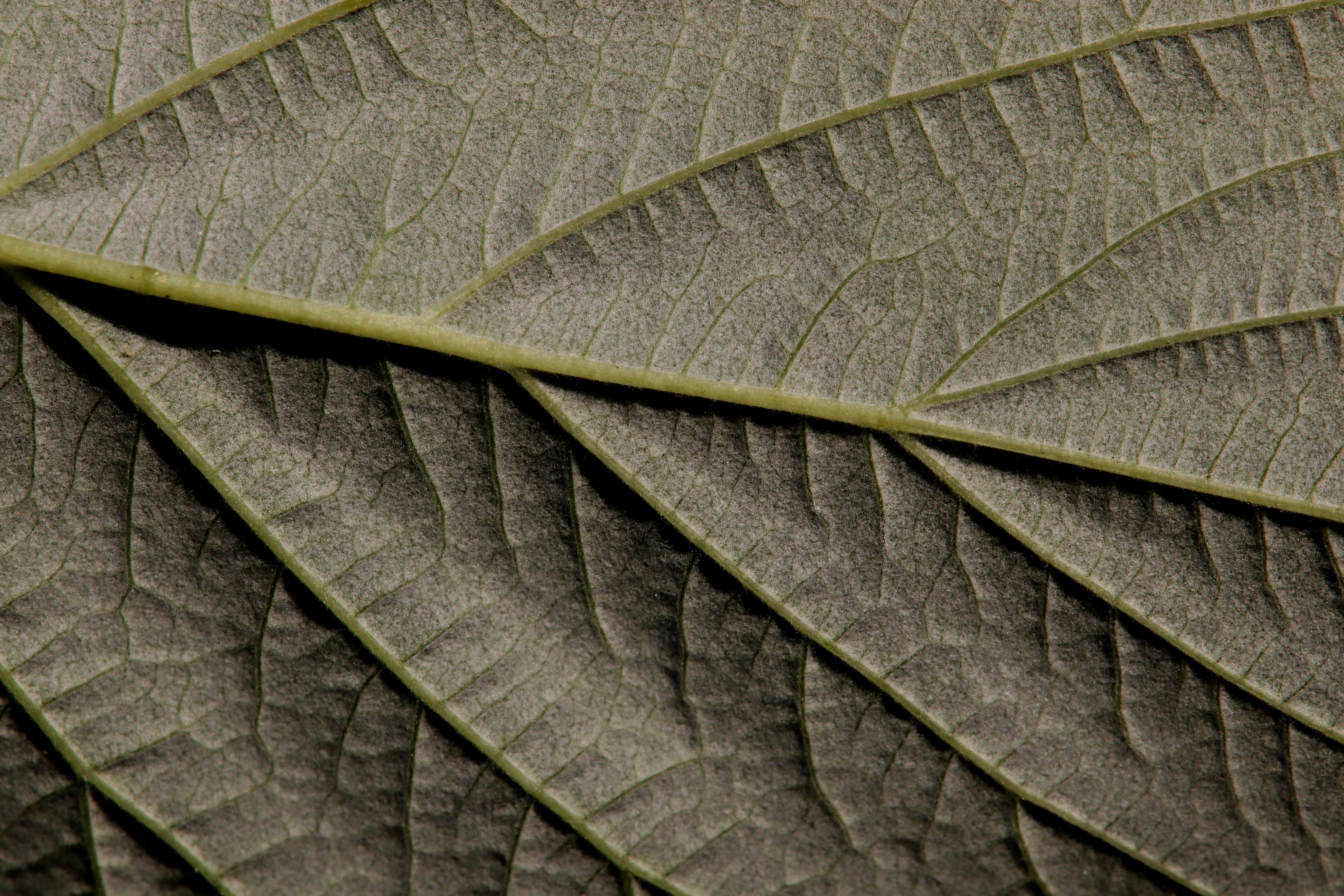 close up, day, natural condition, no people, structure, full frame, green color, high angle view, background, close-up, plant part, fragility, bottom, pattern, HD Wallpaper