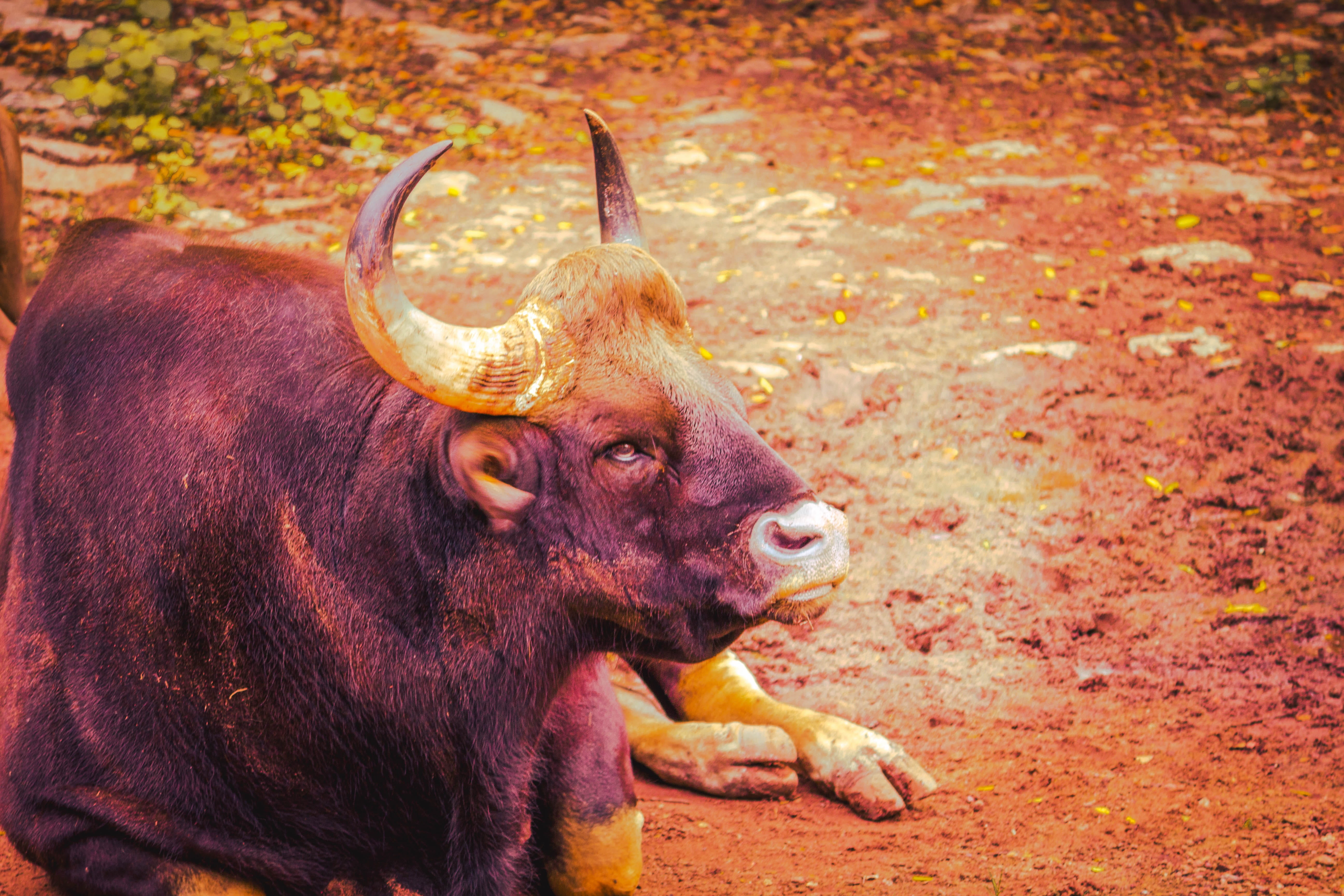 vertebrate, power, pets, strong, livestock, ox, buffalo, mascot, domestic, horned, zoo, icon, angry, wild, Wildlife, aggression, farm, cartoon, sign, Zoo, HD Wallpaper