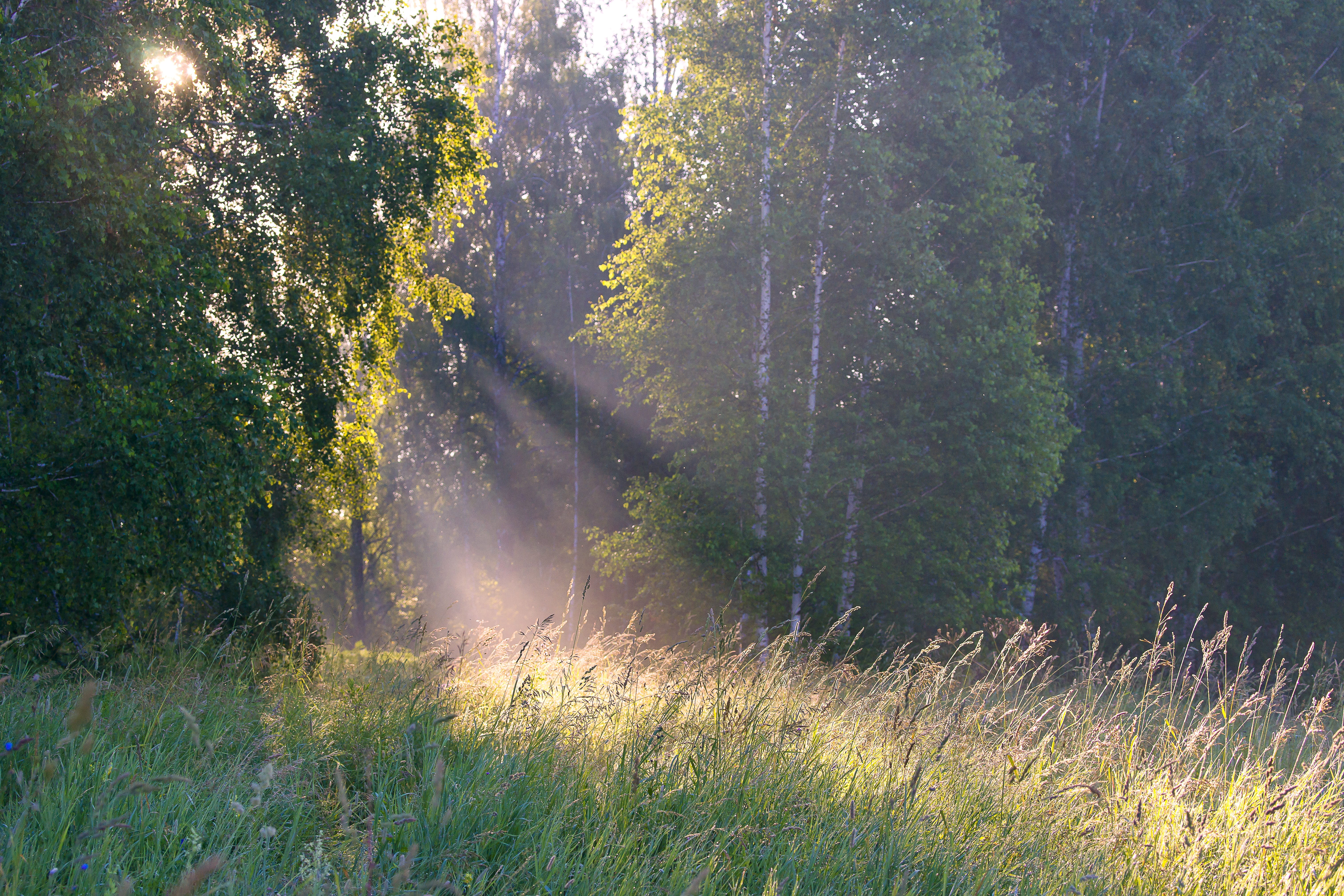sunlight, dense, growth, environment, glowing, grass, morning, season, seasonal, fog, land, dawn, calm, tranquility, misty, outdoors, shadow, sunrise, scenics - nature, HD Wallpaper