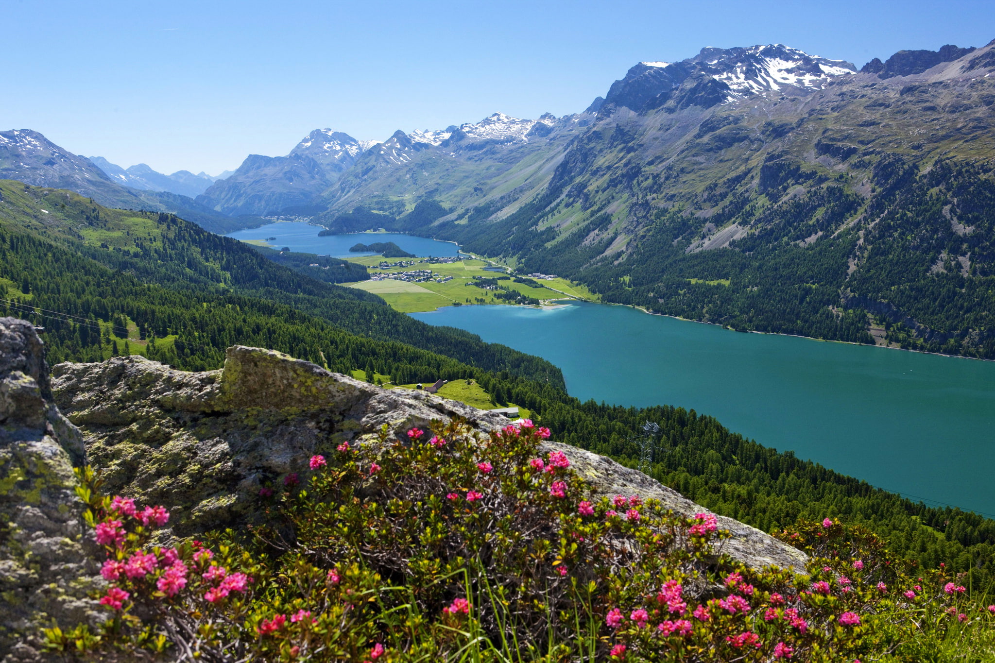 leafed, outdoors, forest, no people, the view from the top, day, non-urban scene, flowers, green, slope, St. Moritz, nature, sky, mountain, mountain range, HD Wallpaper