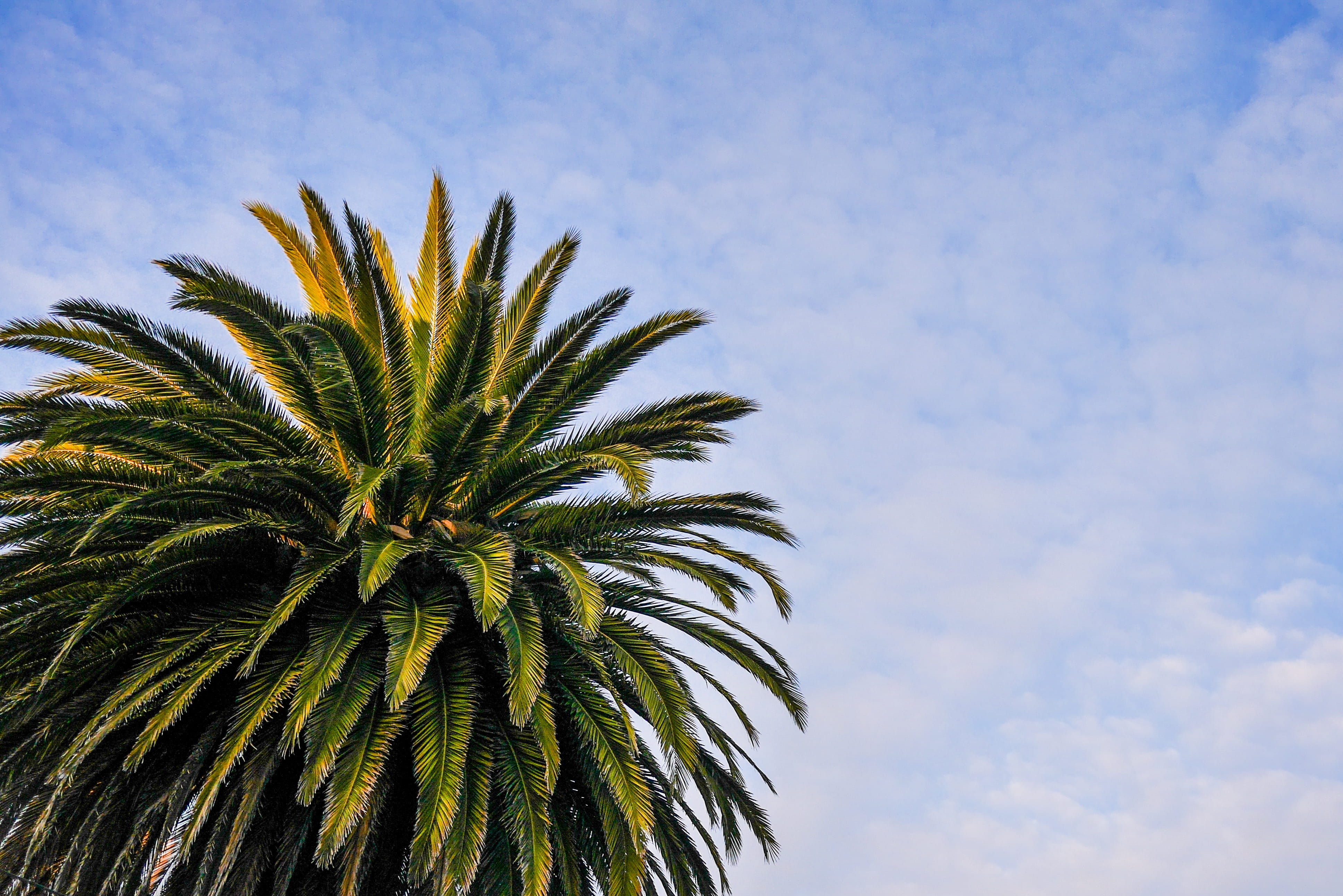 date palm tree, palm, room for text, growth, close-up, plant part, nature, tranquility, Beach, day, Sky, palm leaf, plant, summer, tree, no People, low angle view, HD Wallpaper