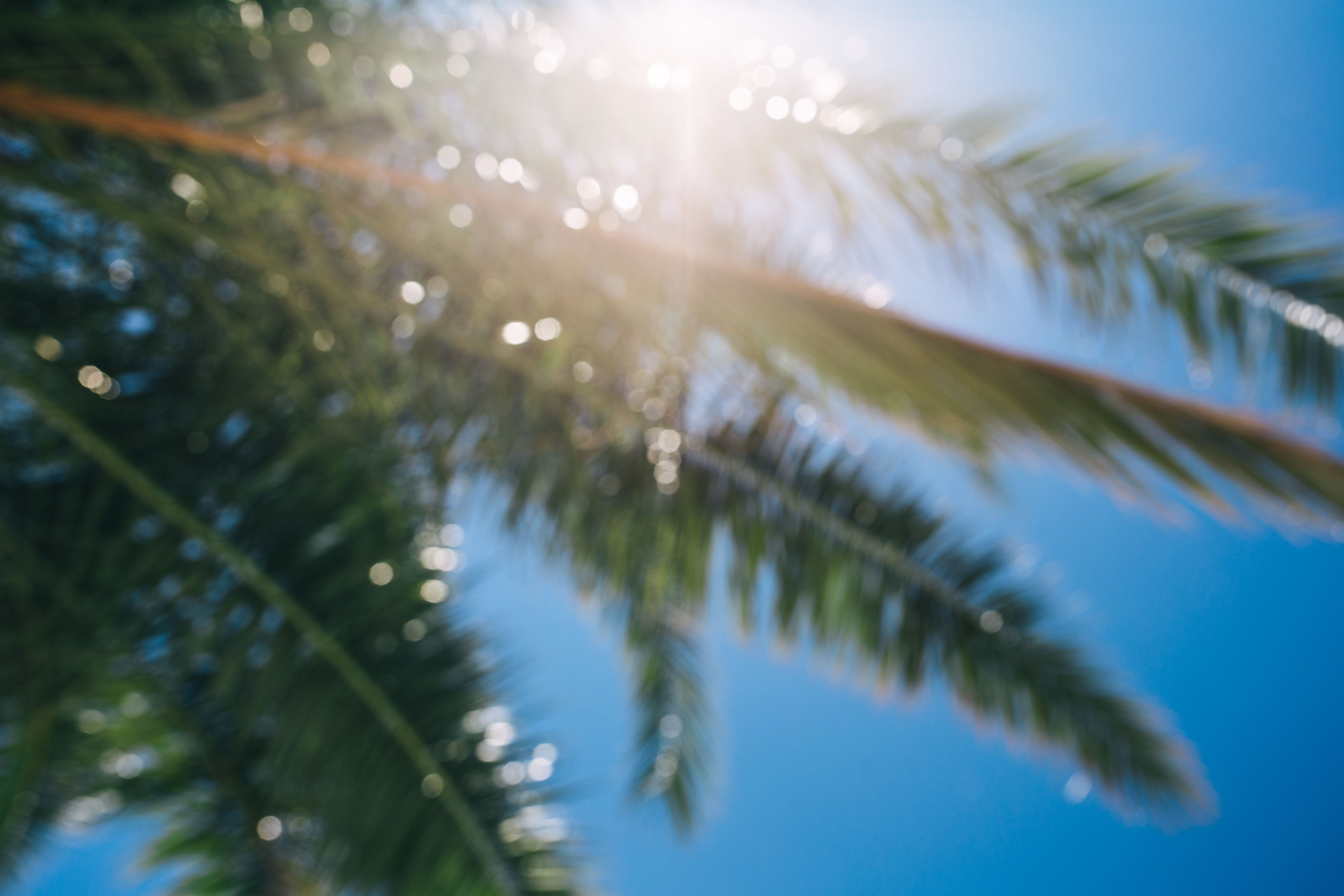 purity, sun, Green, sunbeam, blue, close-up, tropical, leaf, palm leaf, sky, water, sago palm, outdoors, plant part, nature, wind, palm tree, low angle view, HD Wallpaper