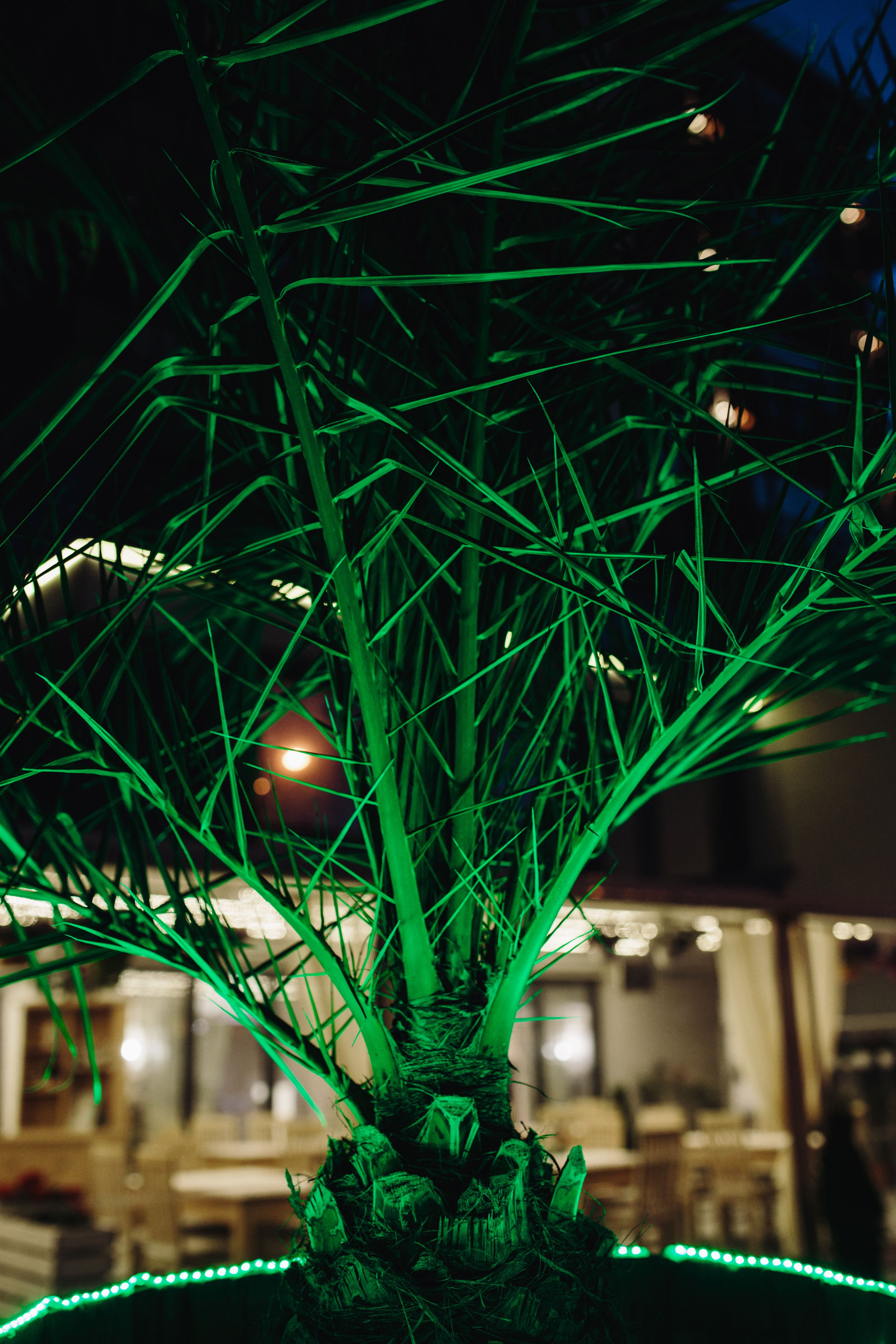 5K, decoration, bridge, green, green color, tropical, plant, abstract, focus on foreground, night, trees, illumination, lighting equipment, color, light, Phone HD Wallpaper