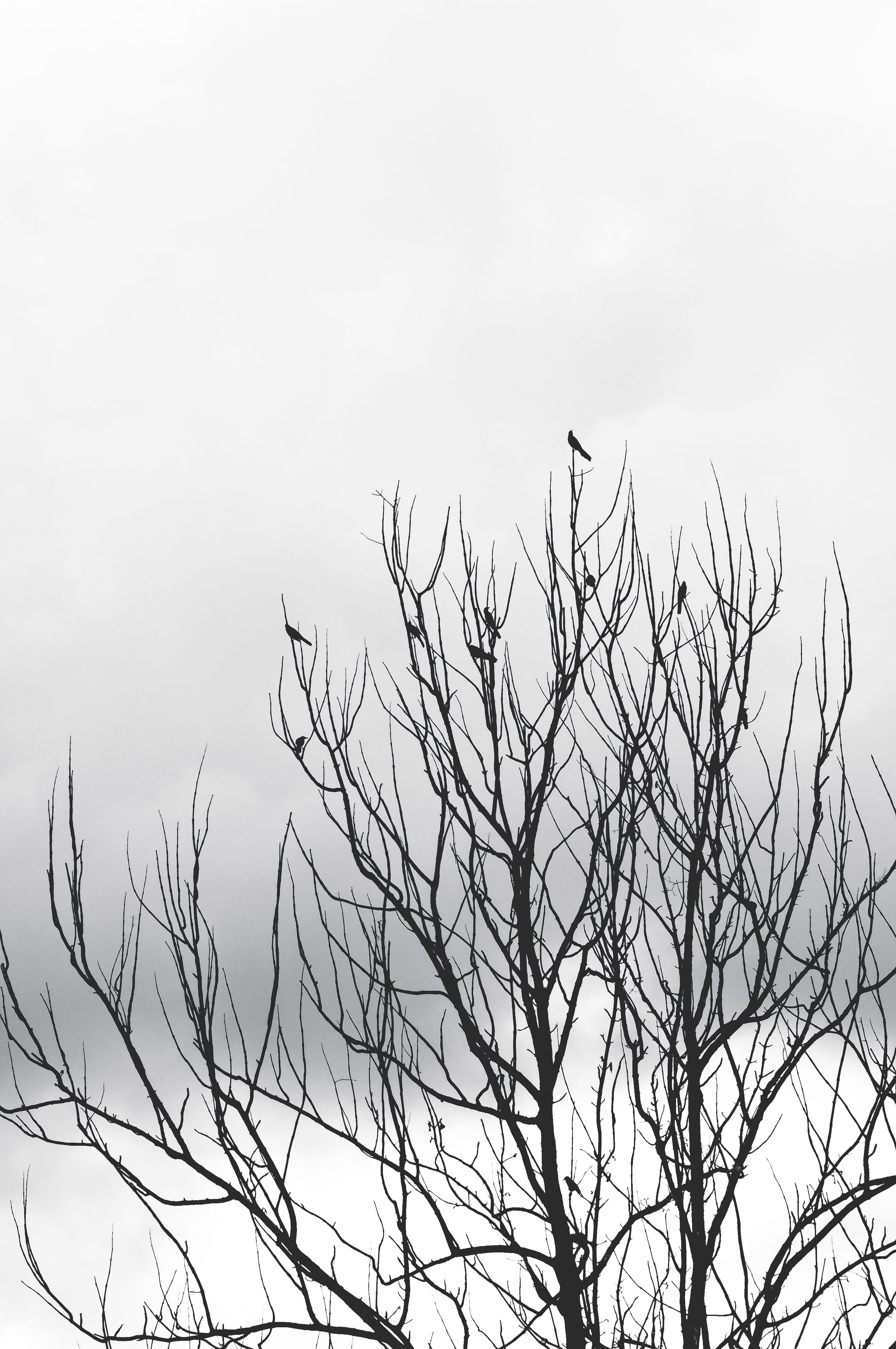 bird, growth, sky, beauty in nature, vertebrate, animals in the wild, estados unidos, nueva york, 4K, nature, day, scenics - nature, bare tree, outdoors, Phone HD Wallpaper