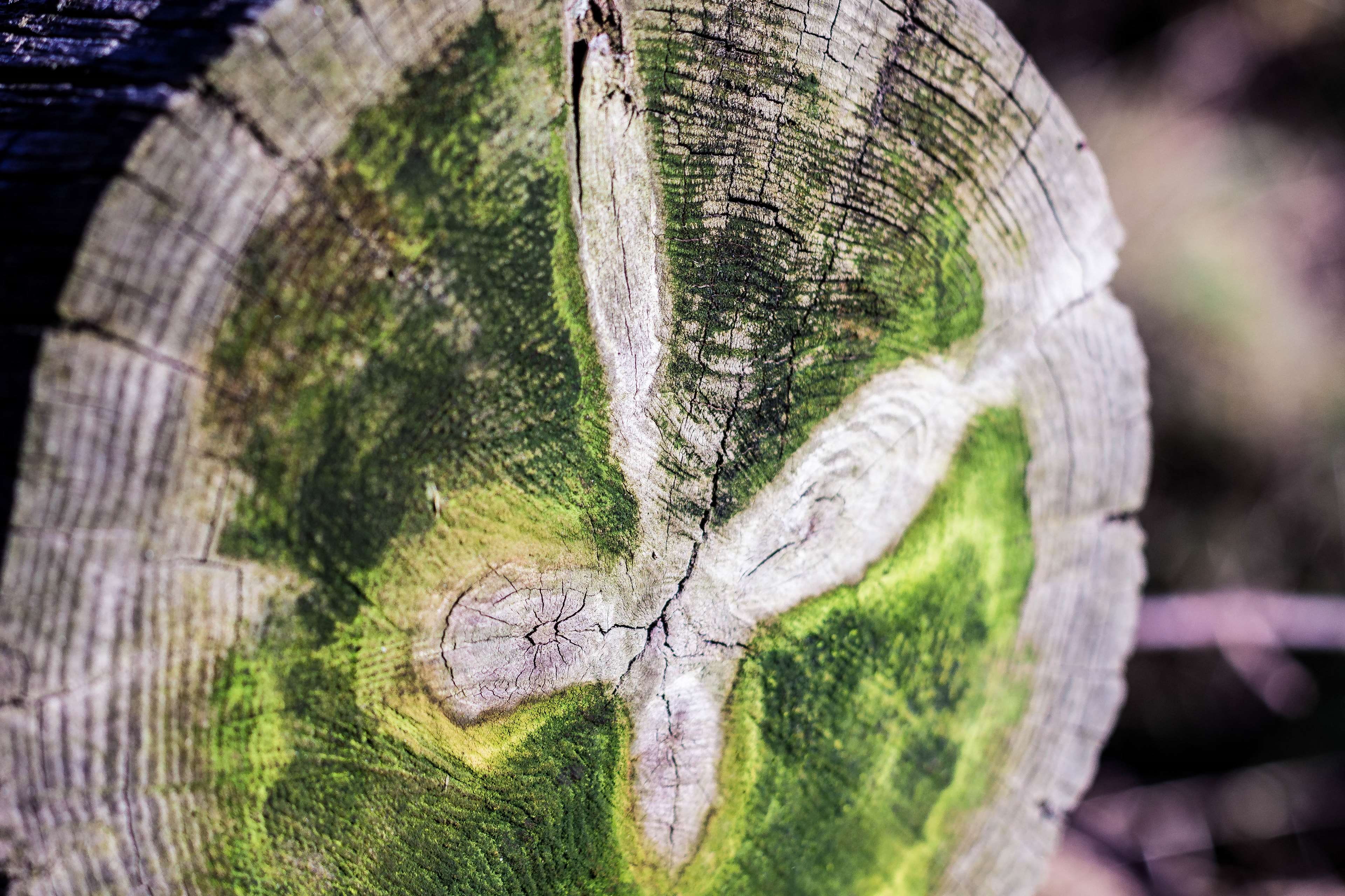 cut, vert, rondin, coupe, wood - material, plants, tree ring, forme, tree trunk, lines, textured, fissures, mousse, green color, butterfly, plant, close-up, HD Wallpaper