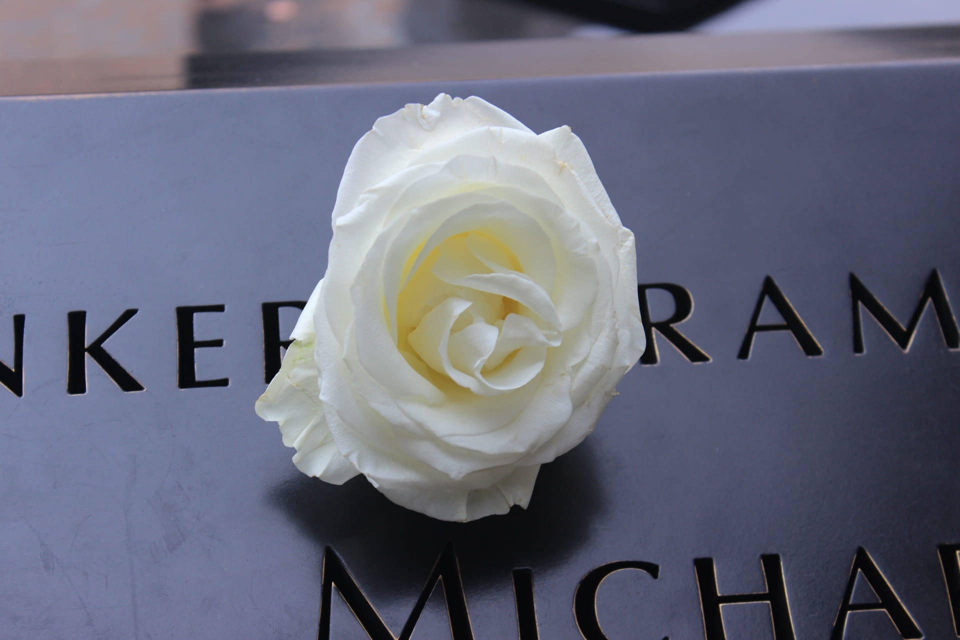 freshness, dom, nature, inflorescence, remember, tower, america, petal, beauty in nature, 911, positive emotion, memorial, flower, celebration, rose - flower, HD Wallpaper