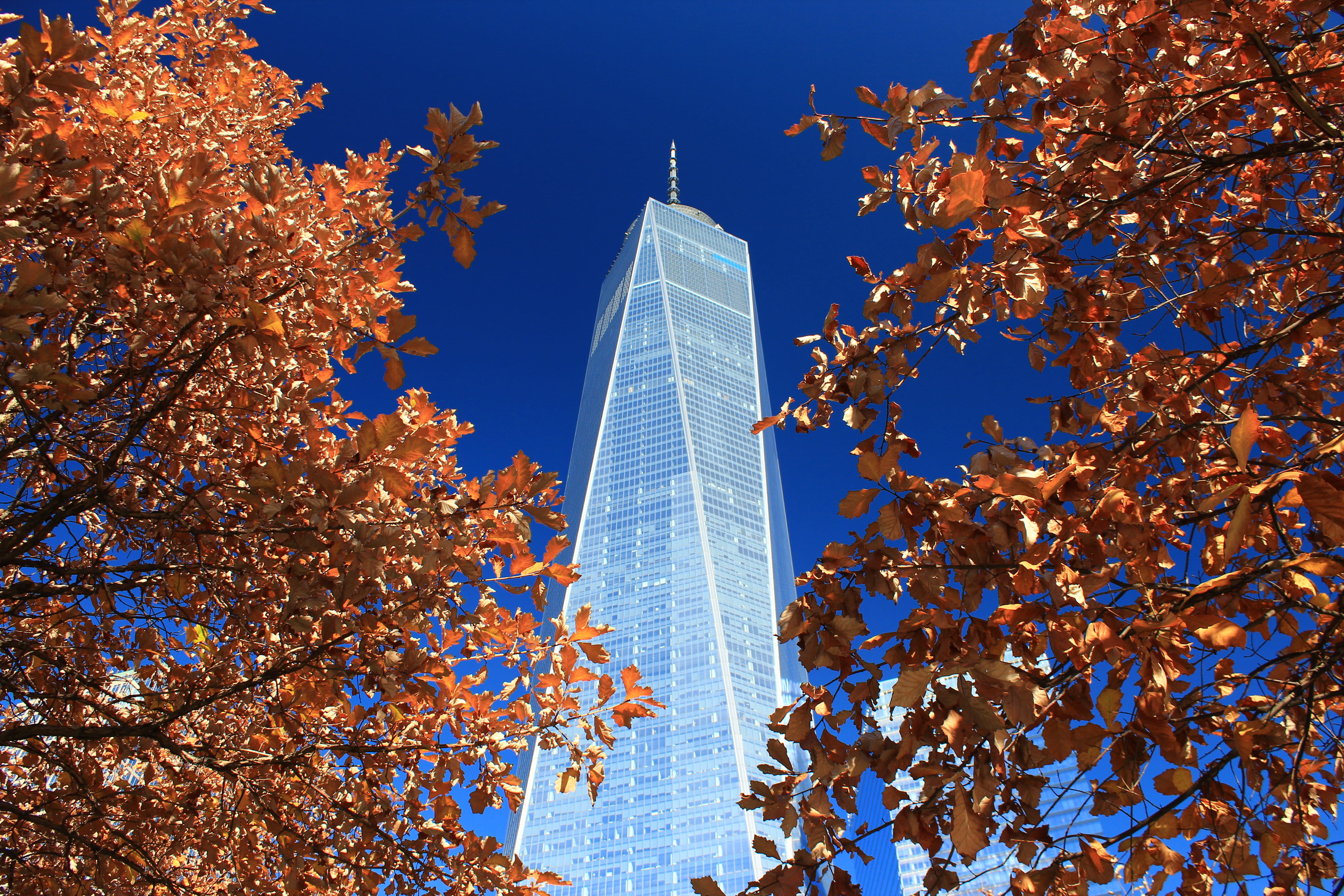 skyscraper, winter, tree, office building exterior, tower, built structure, united states, travel destinations, building exterior, nature, fall, outdoors, HD Wallpaper
