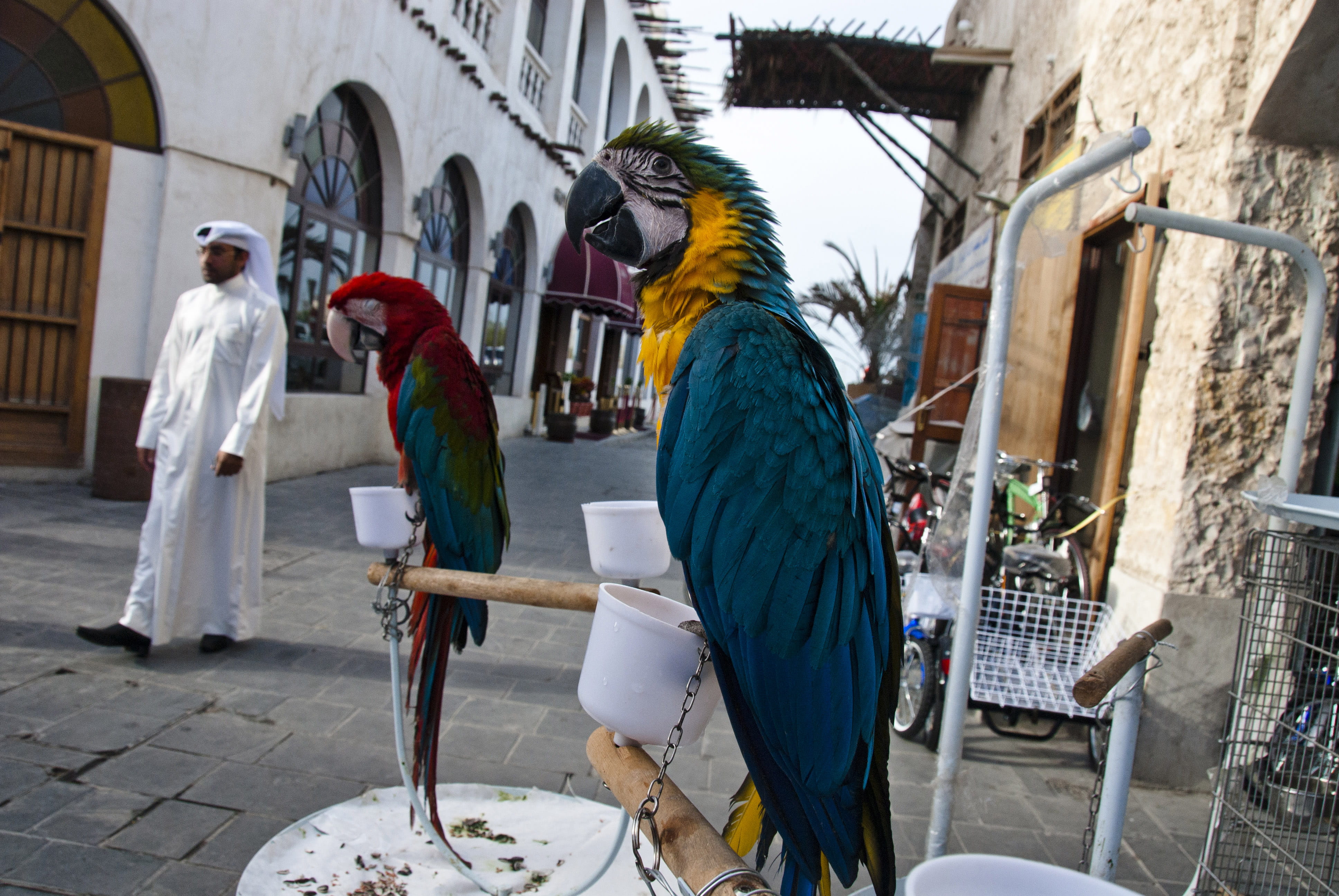 public domain, perching, birds, architecture, men, Doha, building exterior, parrot, group of animals, people, urban Scene, streets, adult, day, building, HD Wallpaper