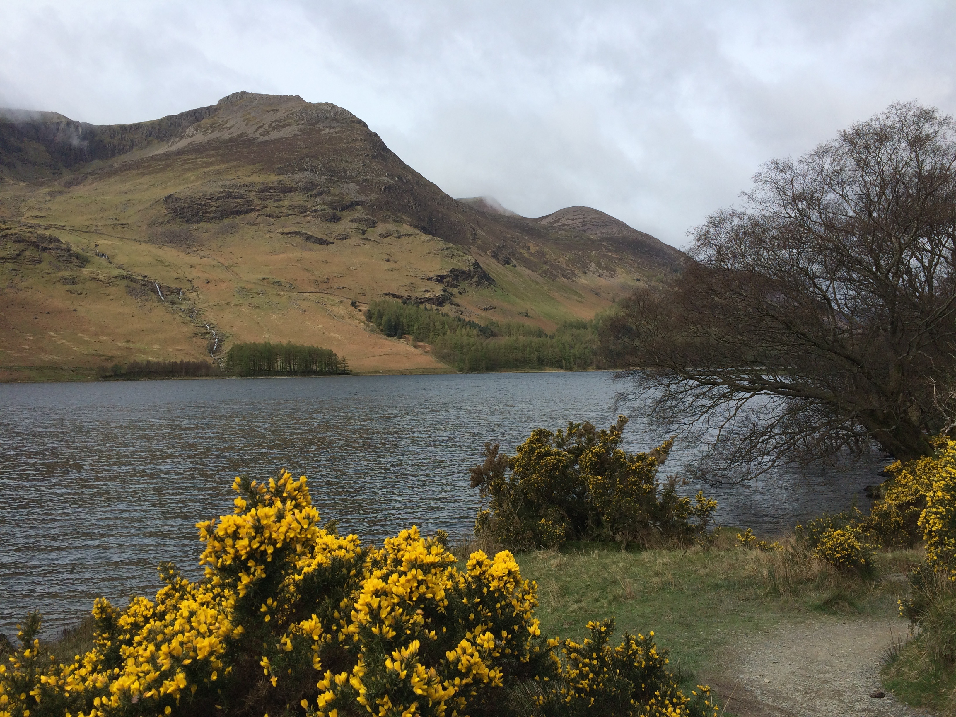 no people, day, plant, mountain, nature, fell, plants, growth, environment, england, water, non-urban scene, tree, landscape, tranquility, scenics - nature, HD Wallpaper
