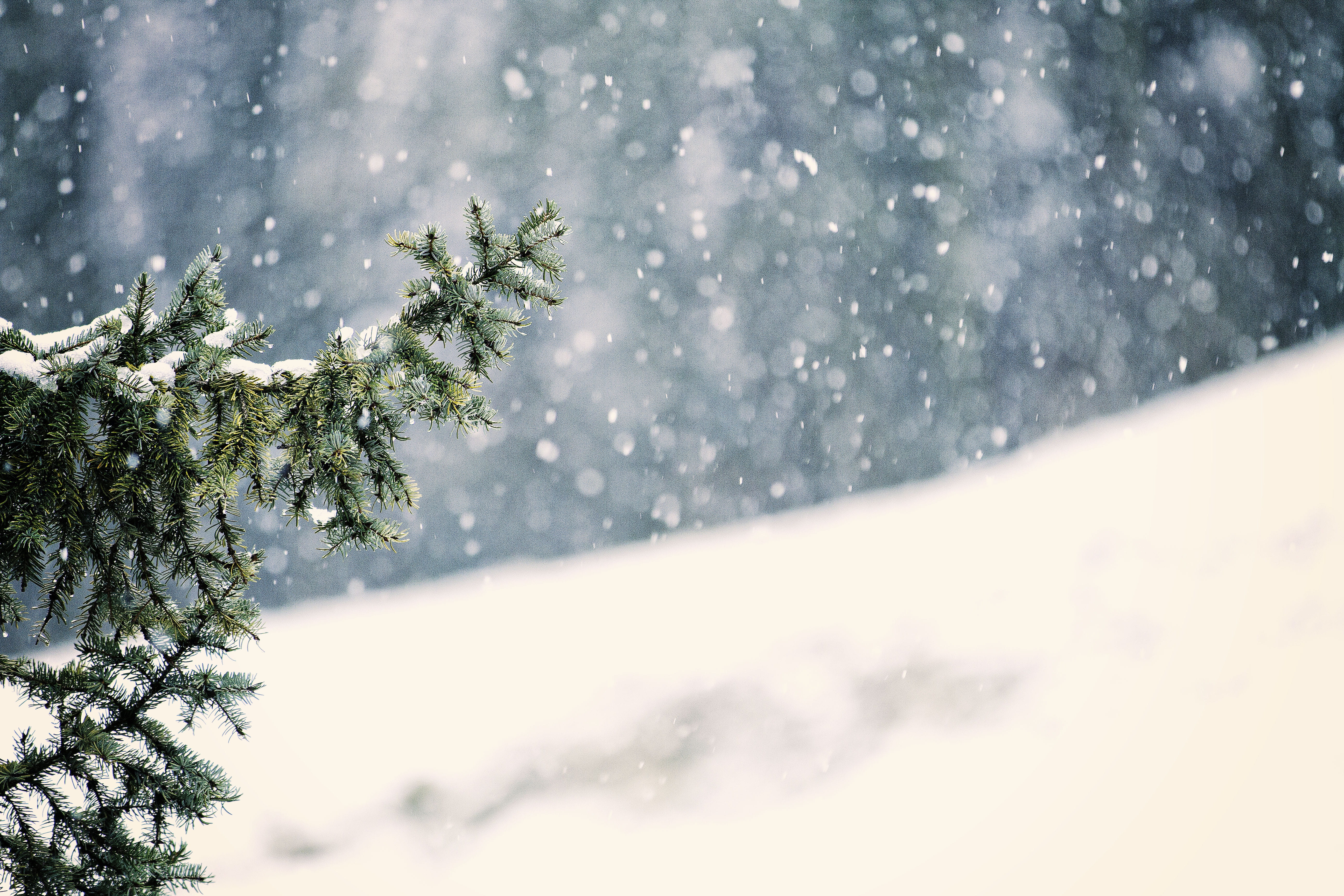 extreme weather, bokeh, snowcapped mountain, 5K, photography, blizzard, snow flake, outdoors, needle - plant part, snow, winter, nature, forest, close, HD Wallpaper