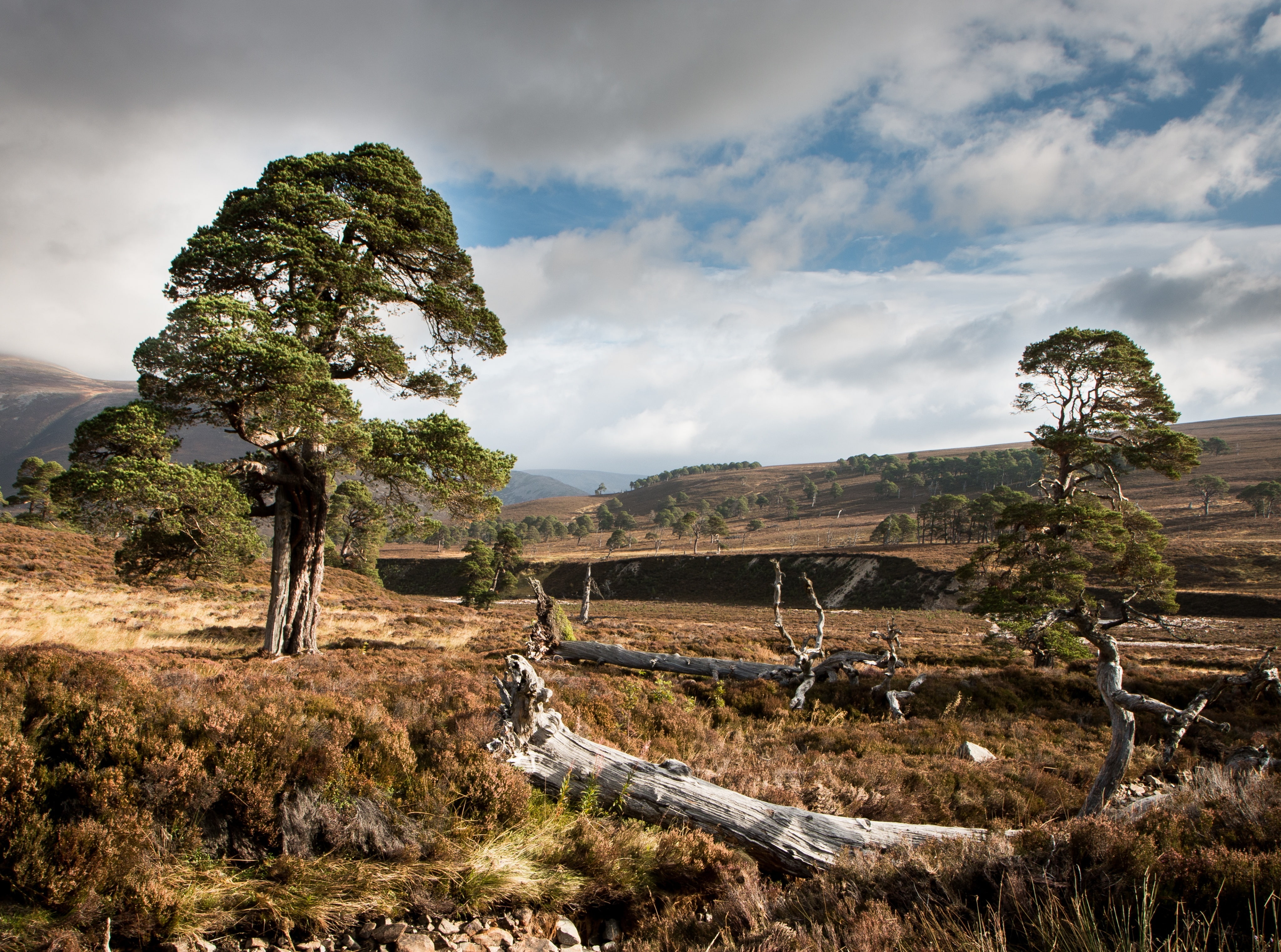 Europe, beauty in nature, Scenery, field, Pine, non-urban scene, scenics - nature, moor, scotspine, aberdeenshire, scots, tree, ScottishPine, allanaquoich, HD Wallpaper