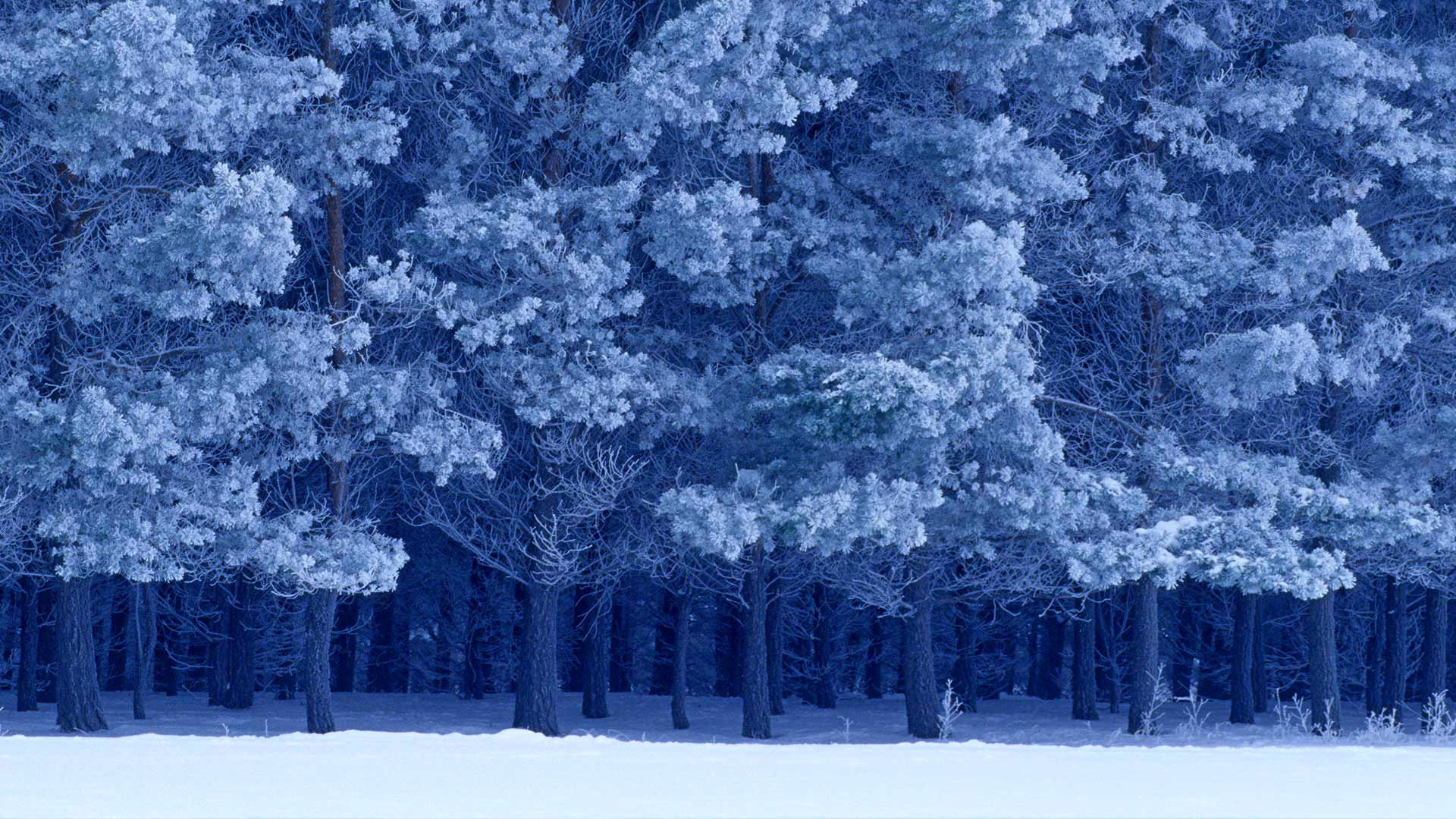 Birds Hill Provincial Park, 1080P, Canada, snow, winter, Scots pine, Manitoba, HD Wallpaper