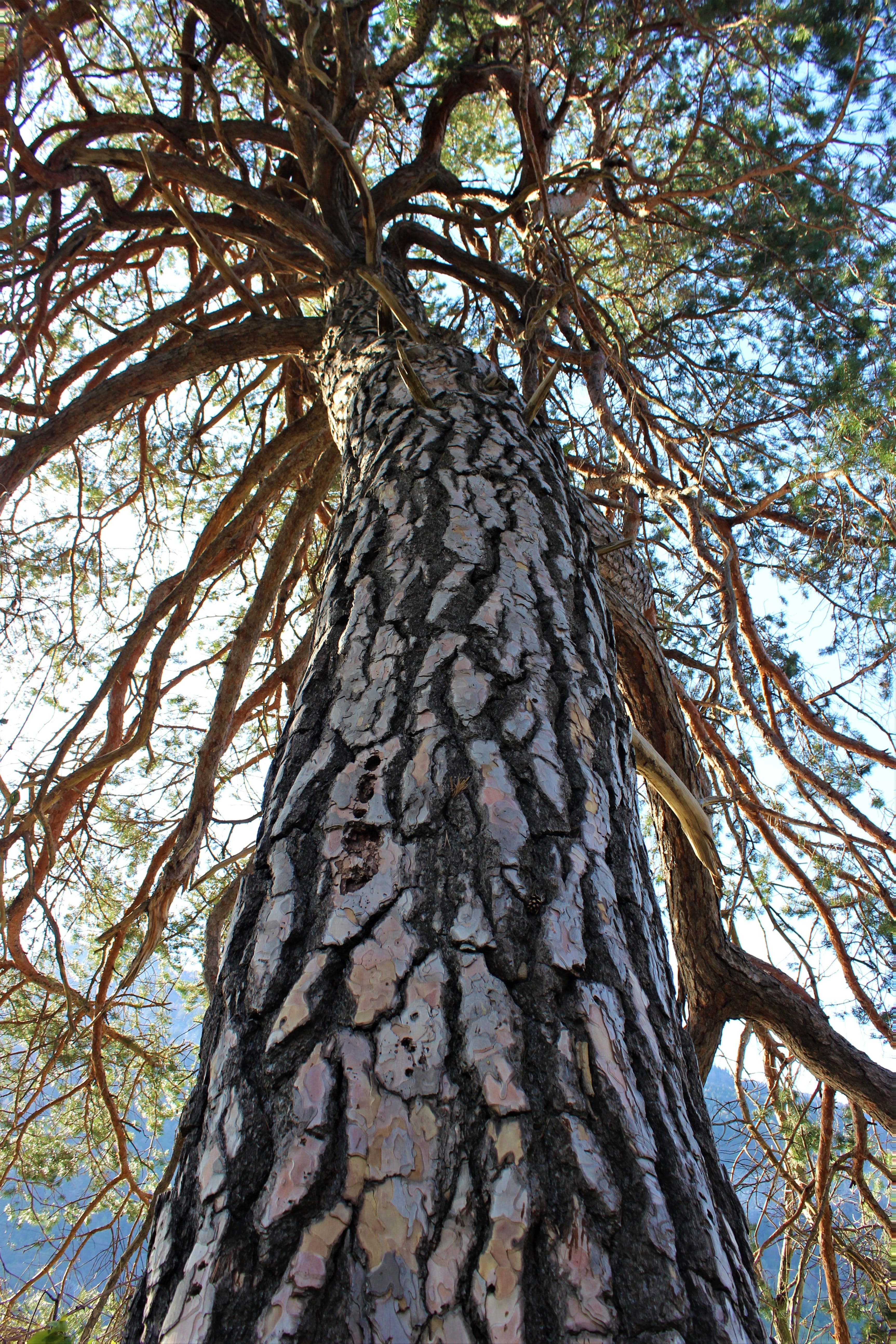 plant bark, land, textured, scots pine, large, mystical, branch, natural pattern, day, tree, tree trunk, coniferous tree, no people, 5K, bark, forests, Phone HD Wallpaper