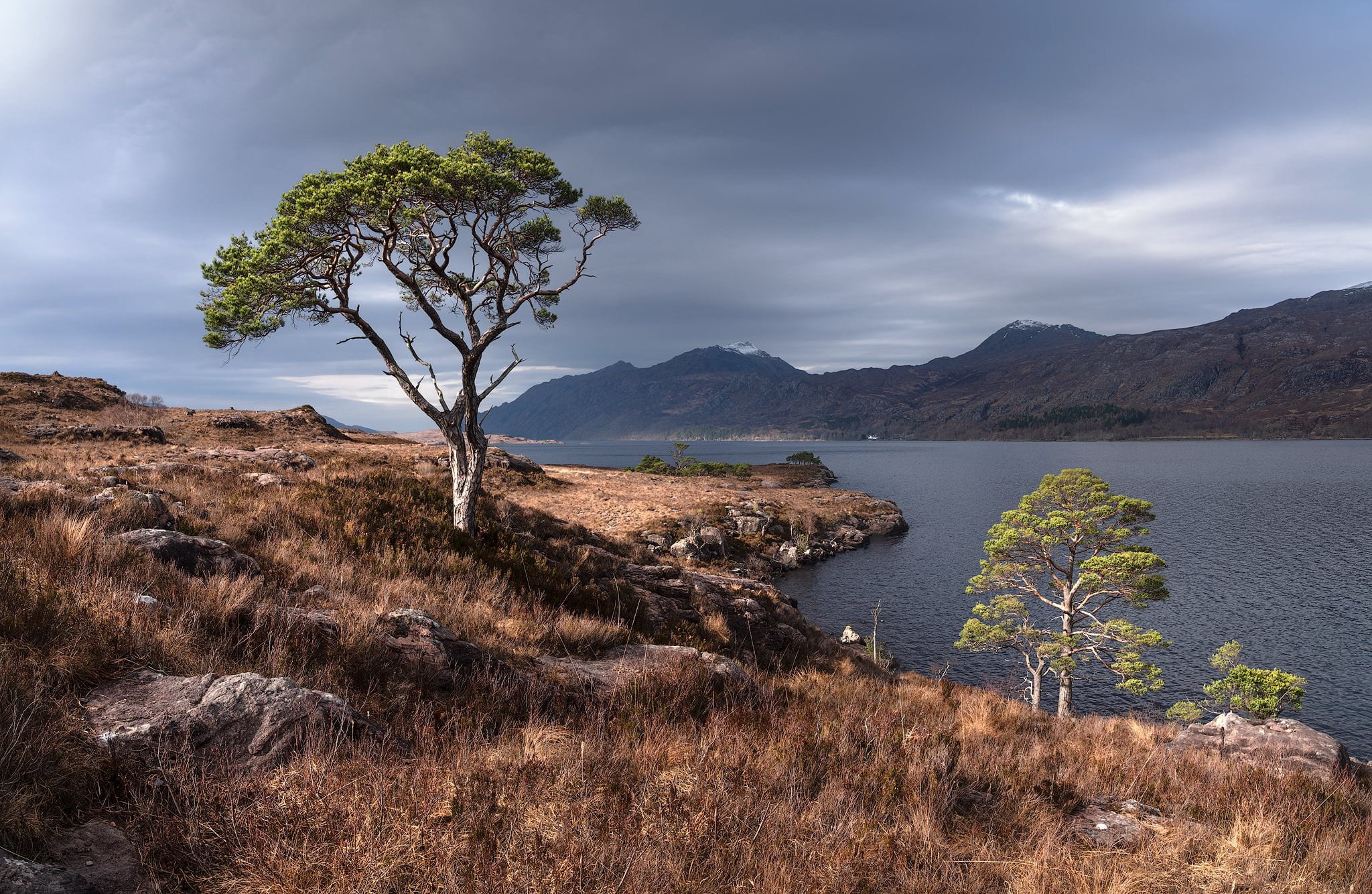 Wester ross, Scots pine, 1080P, tree, Scottish Highlands, HD Wallpaper