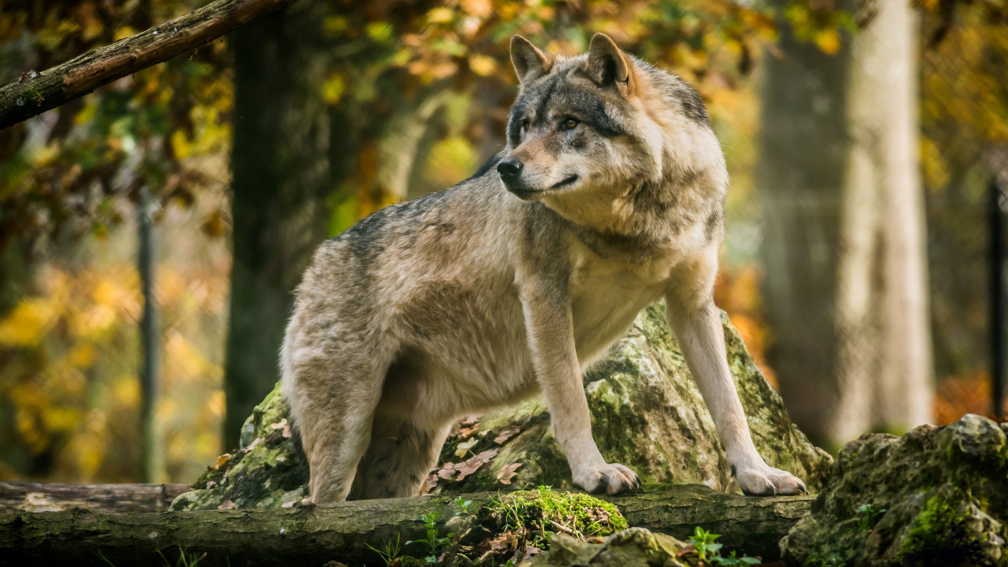 animal themes, the orderly forest, rock - object, tree, solid, animals in the wild, animal wildlife, handsome, outdoors, looking, mammal, land, wolf, nature, HD Wallpaper