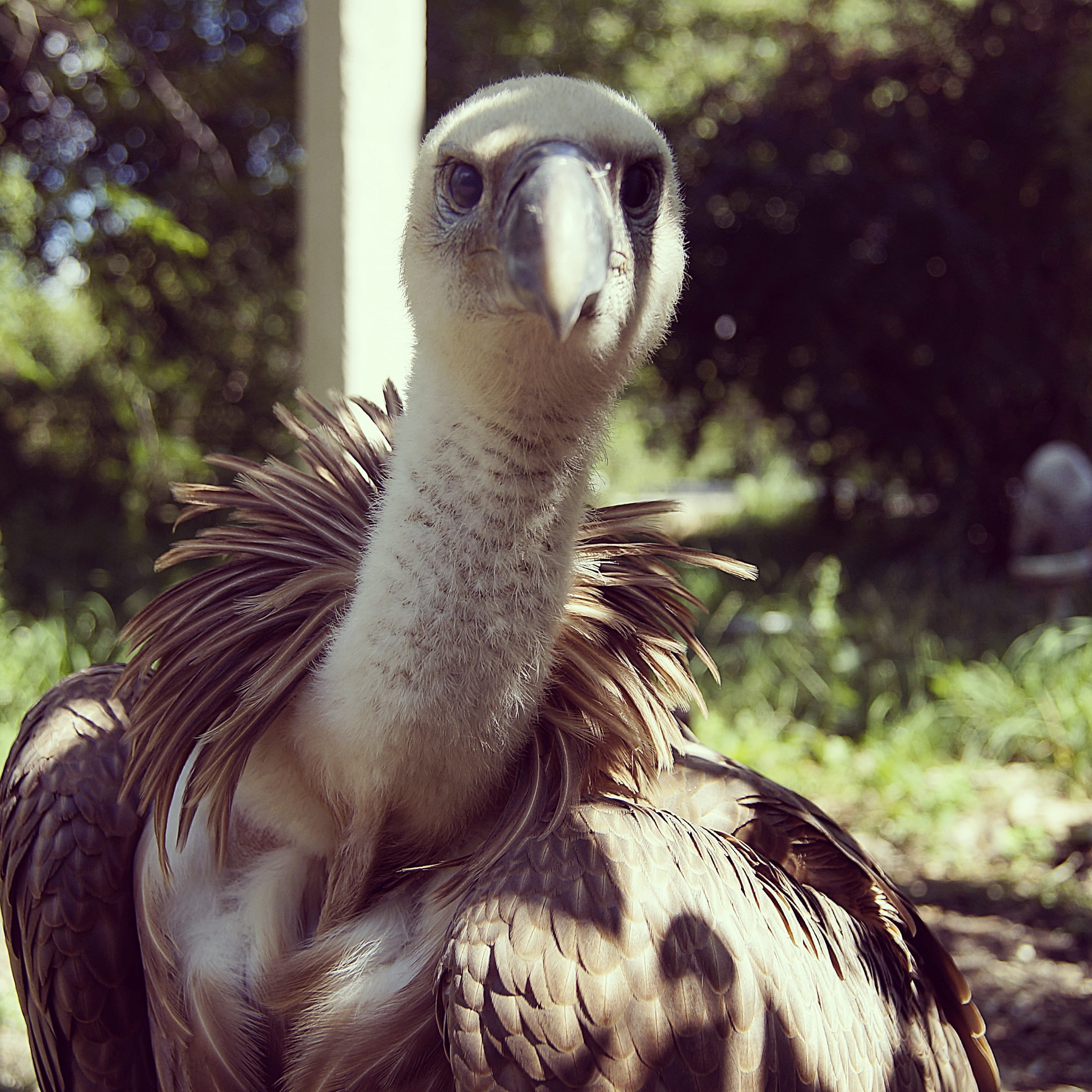 animal eye, 2K, close-up, bird of prey, animal themes, bird, no people, focus on foreground, nature, orderly, one animal, day, tree, looking away, vulture, Phone HD Wallpaper