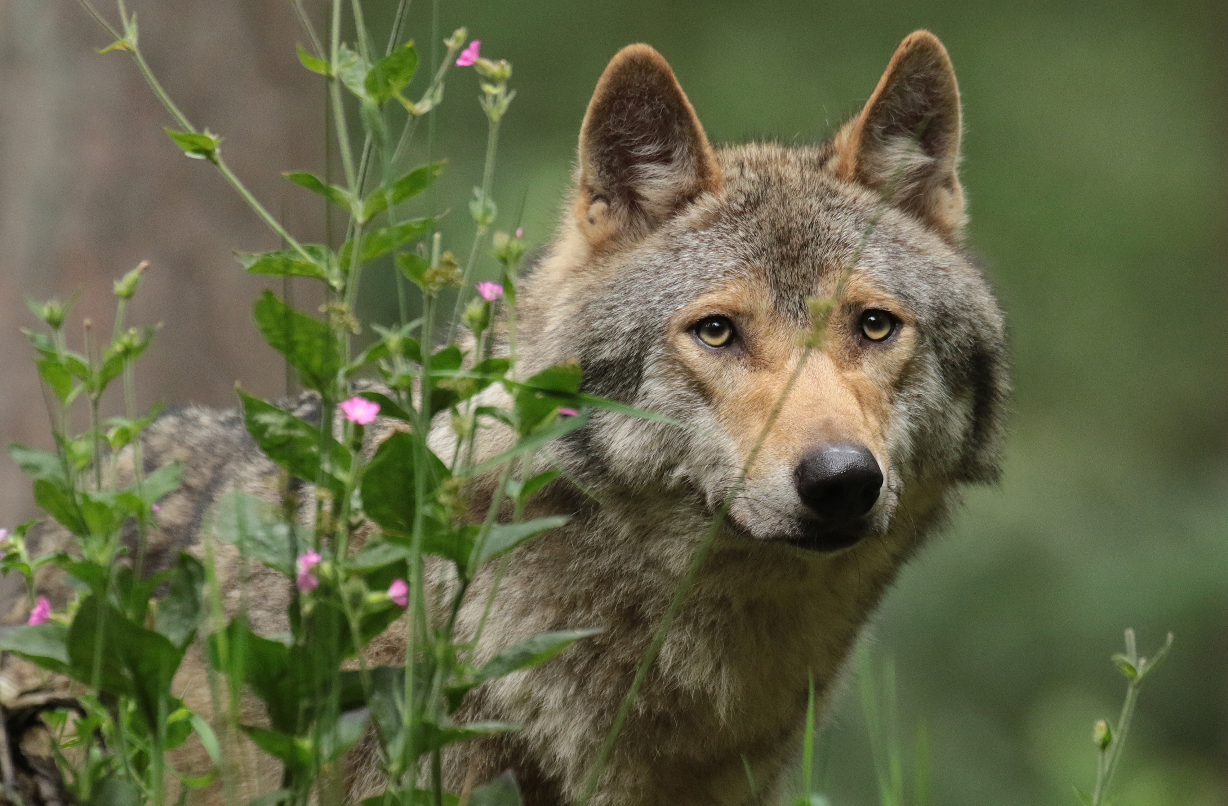 wolf, face, 4K, look, the orderly forest, portrait, grass, HD Wallpaper