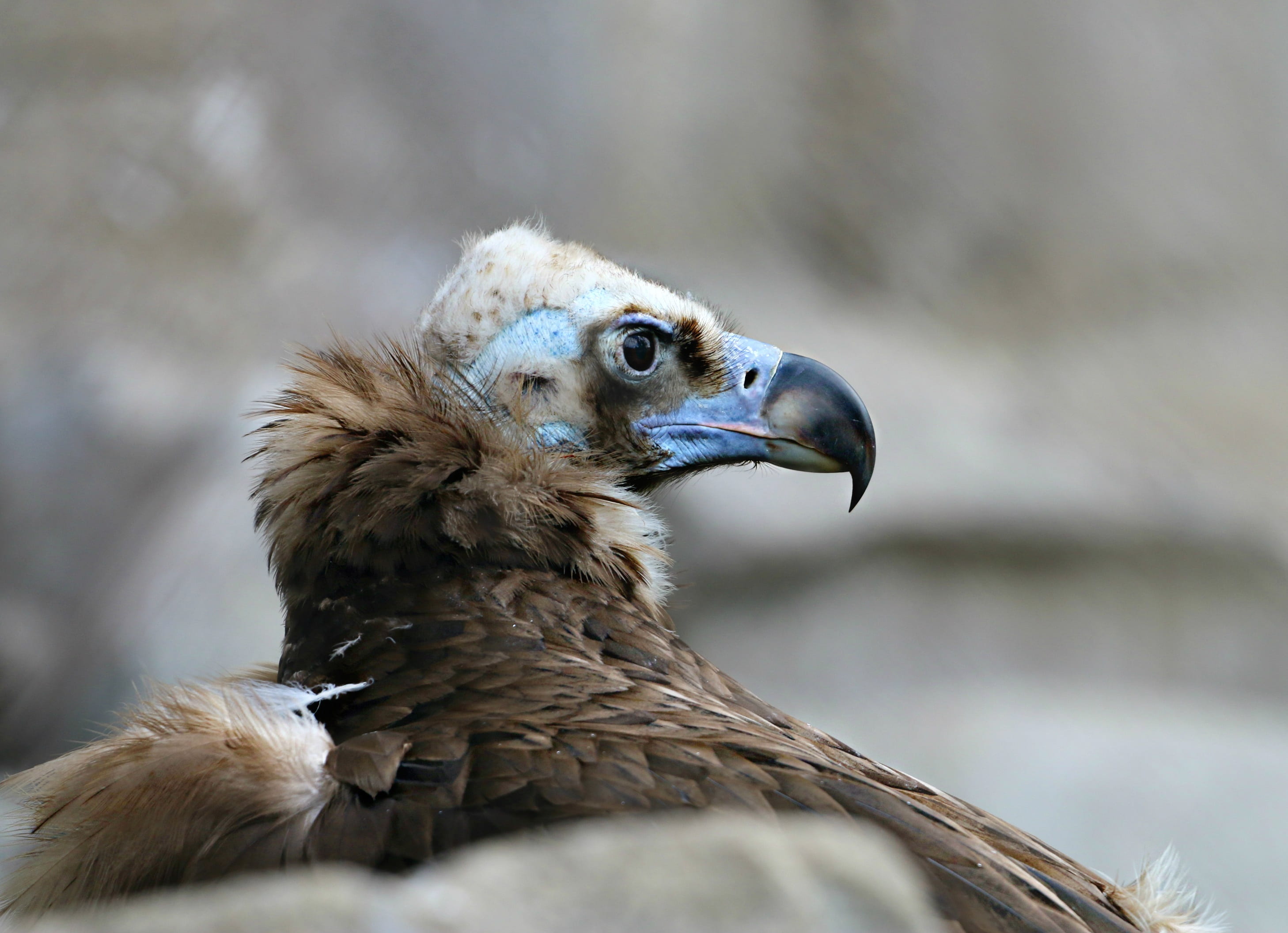 vertebrate, close-up, 2K, bird of prey, animal eye, one animal, beak, condor, animal head, animal, vulture, photo, closeup, scavenger, animal wildlife, HD Wallpaper